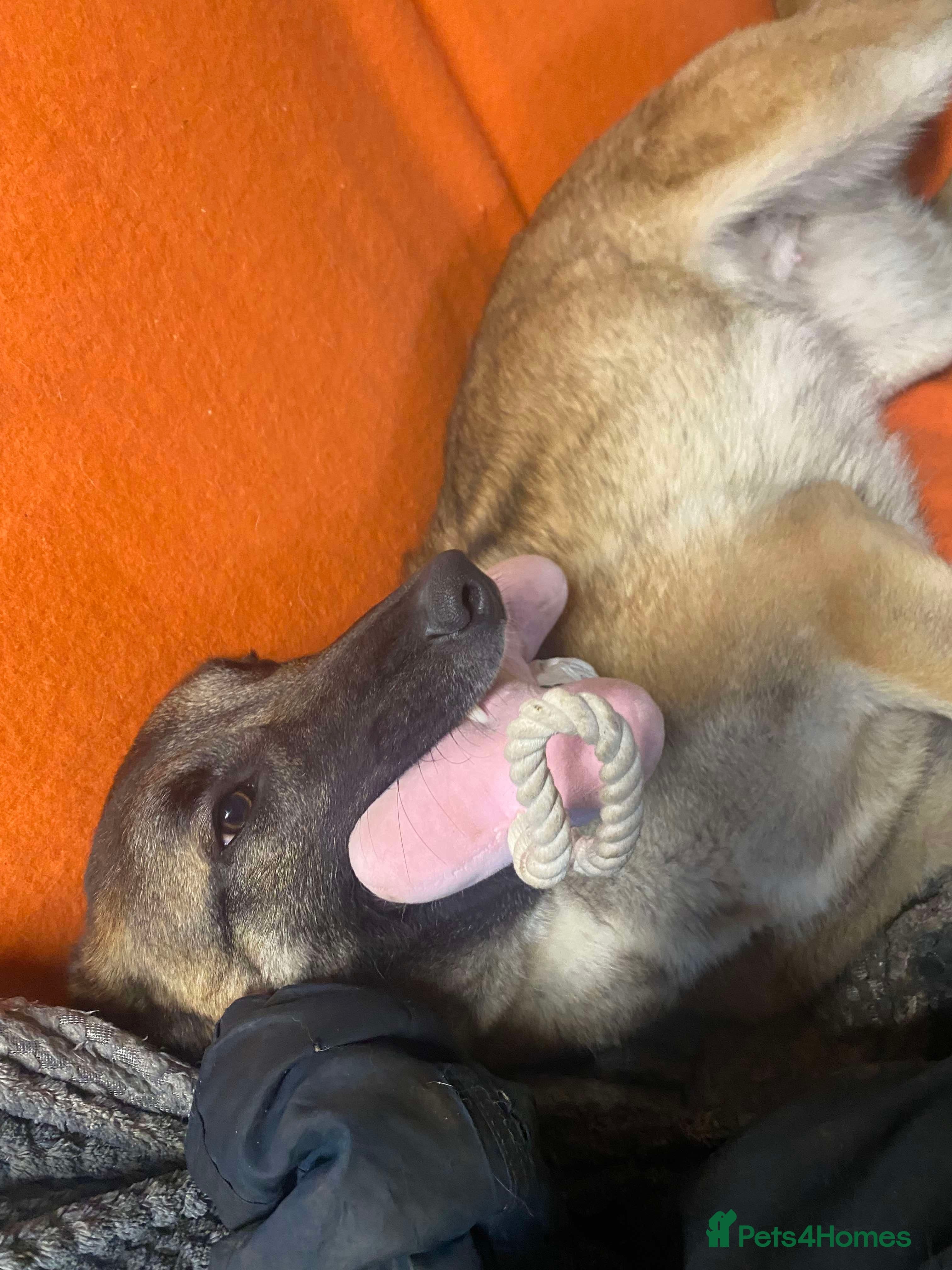 Meet Vera, currently residing in Cheshire photo 11