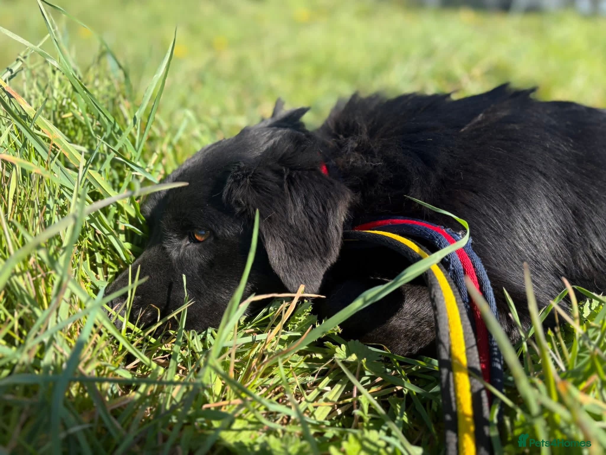 Dante - Norwich Norfolk photo 14