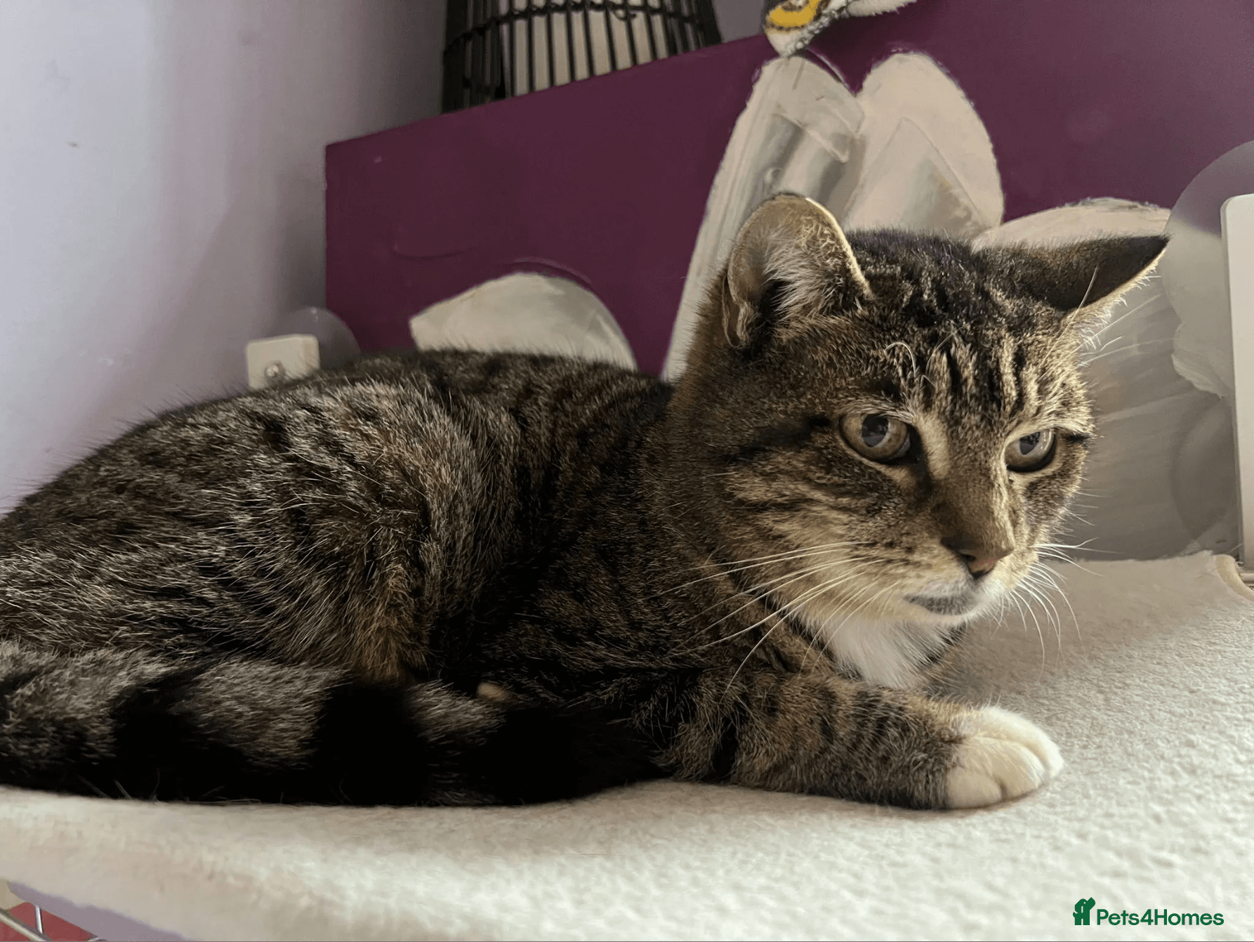 Beautiful Granny — Mixed Breed