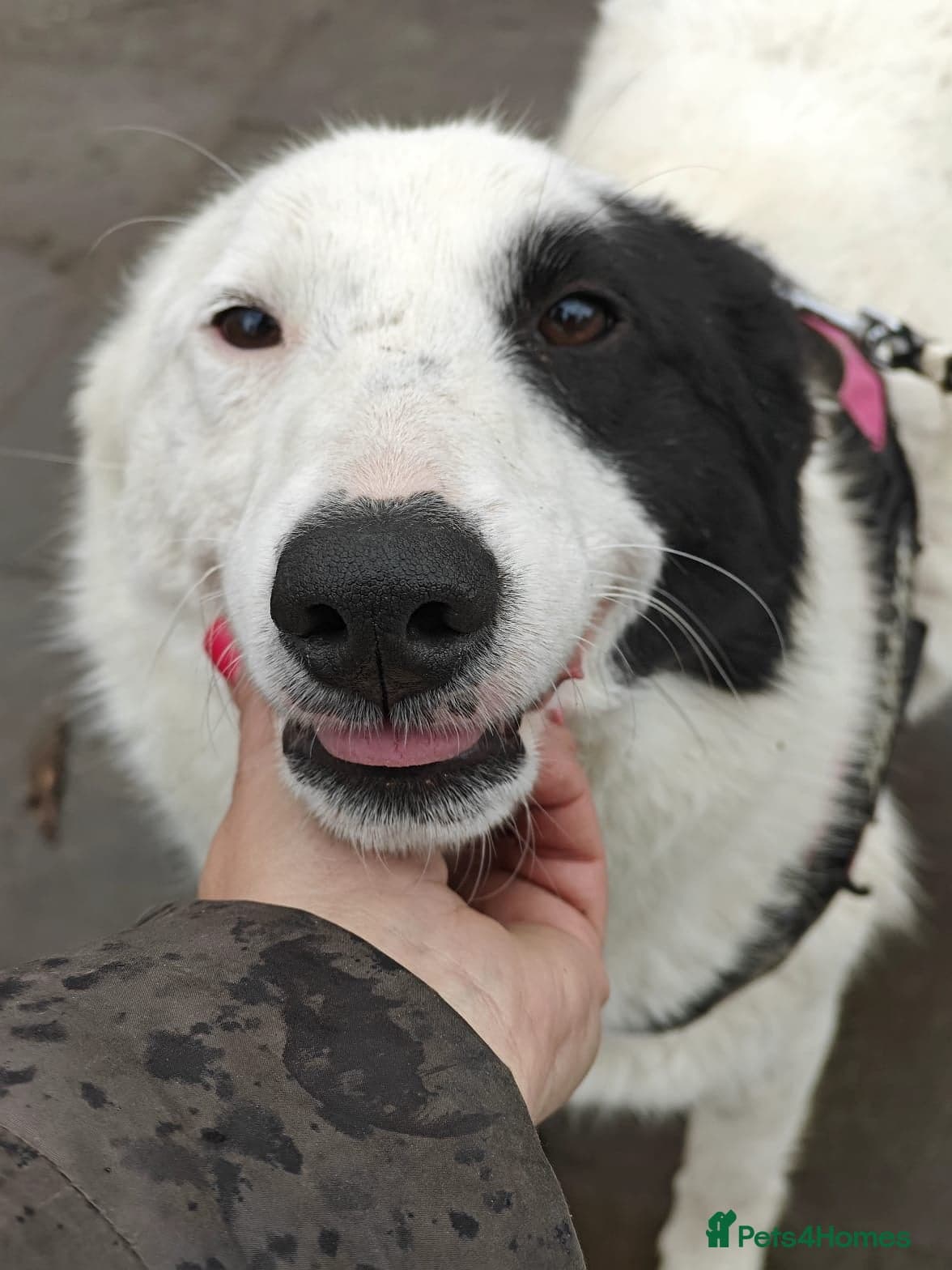 οΈπΆ suzy photo 10