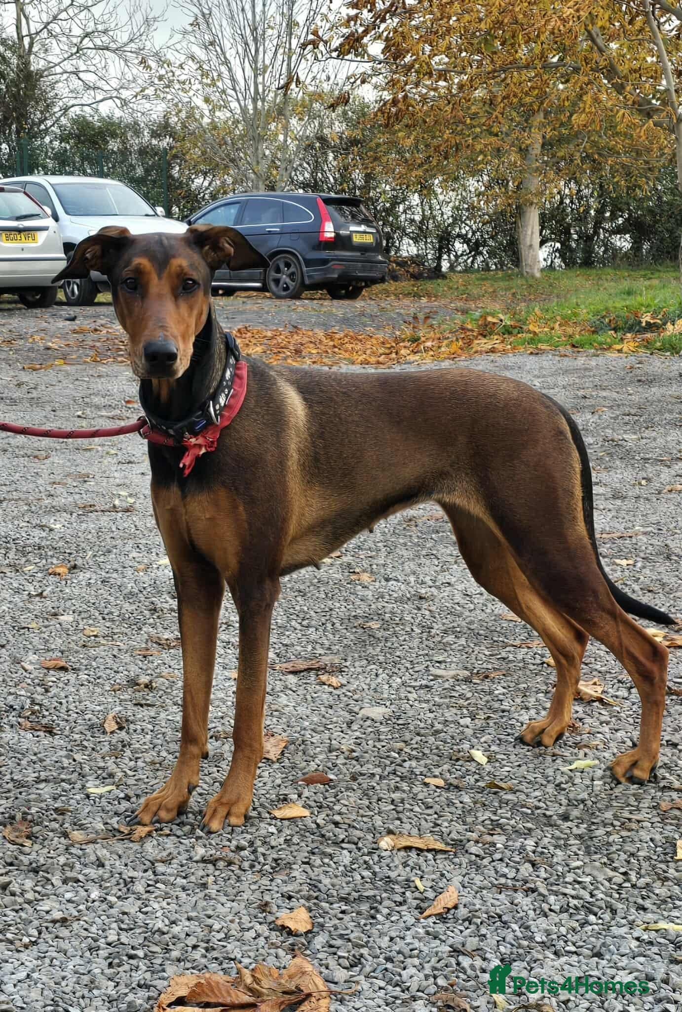 BONNIE π Playful, Loving Girl photo 20