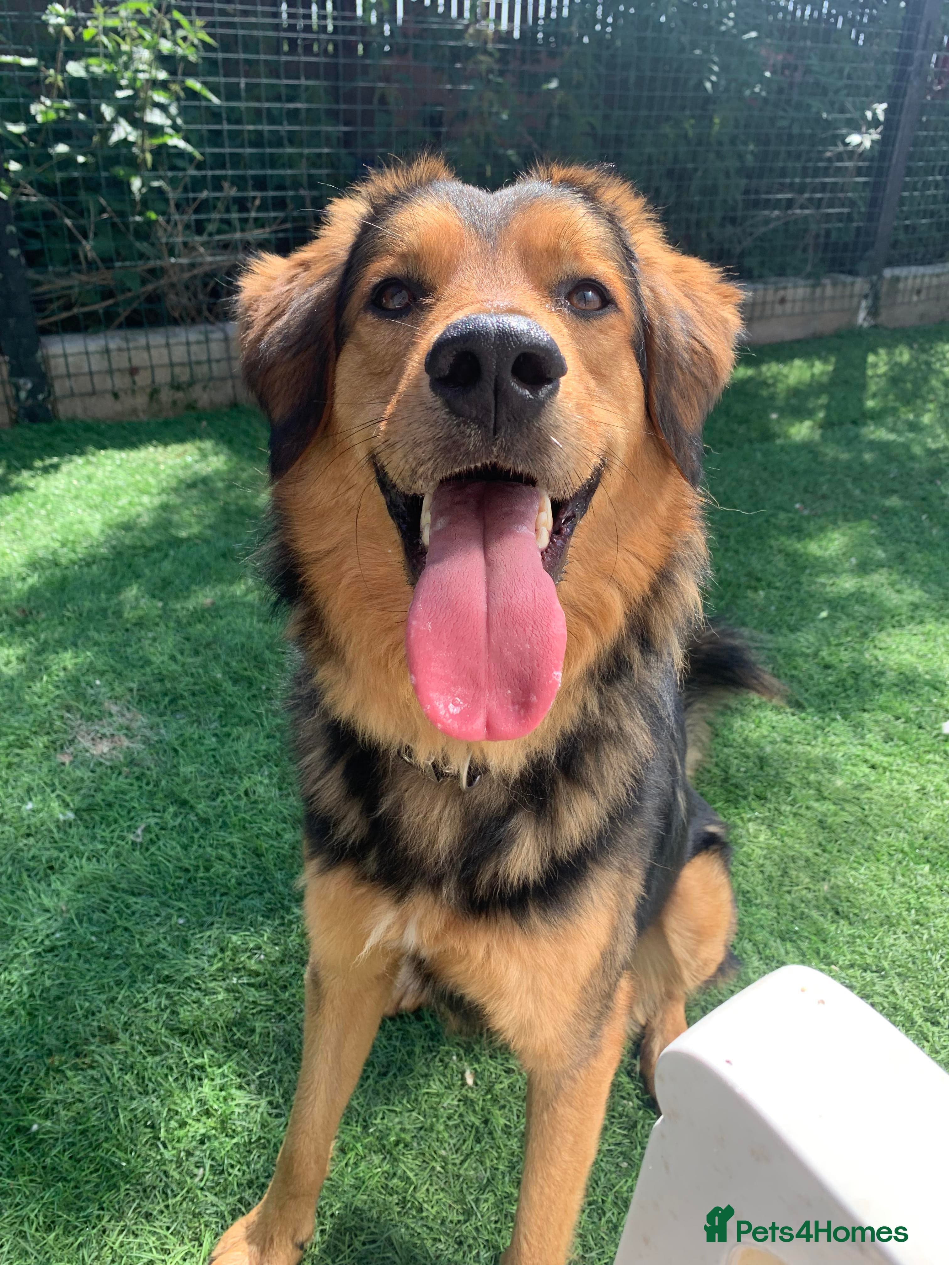 Meet Derry, currently residing in Cheshire photo 5