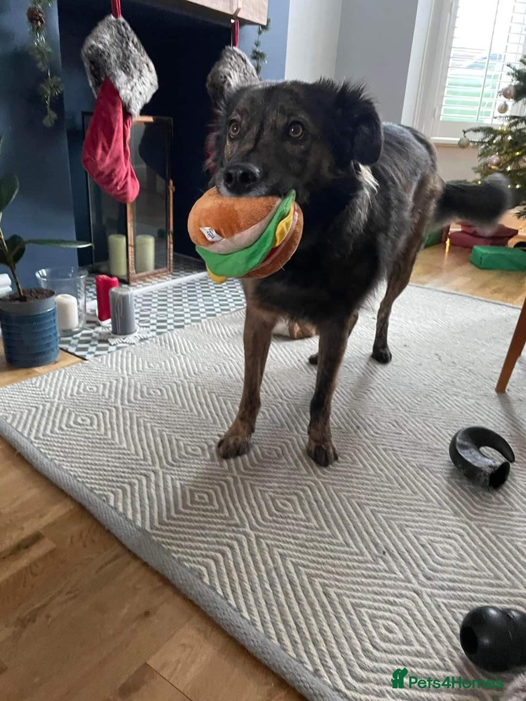 Meet Lenny, currently residing in Southsea photo 18