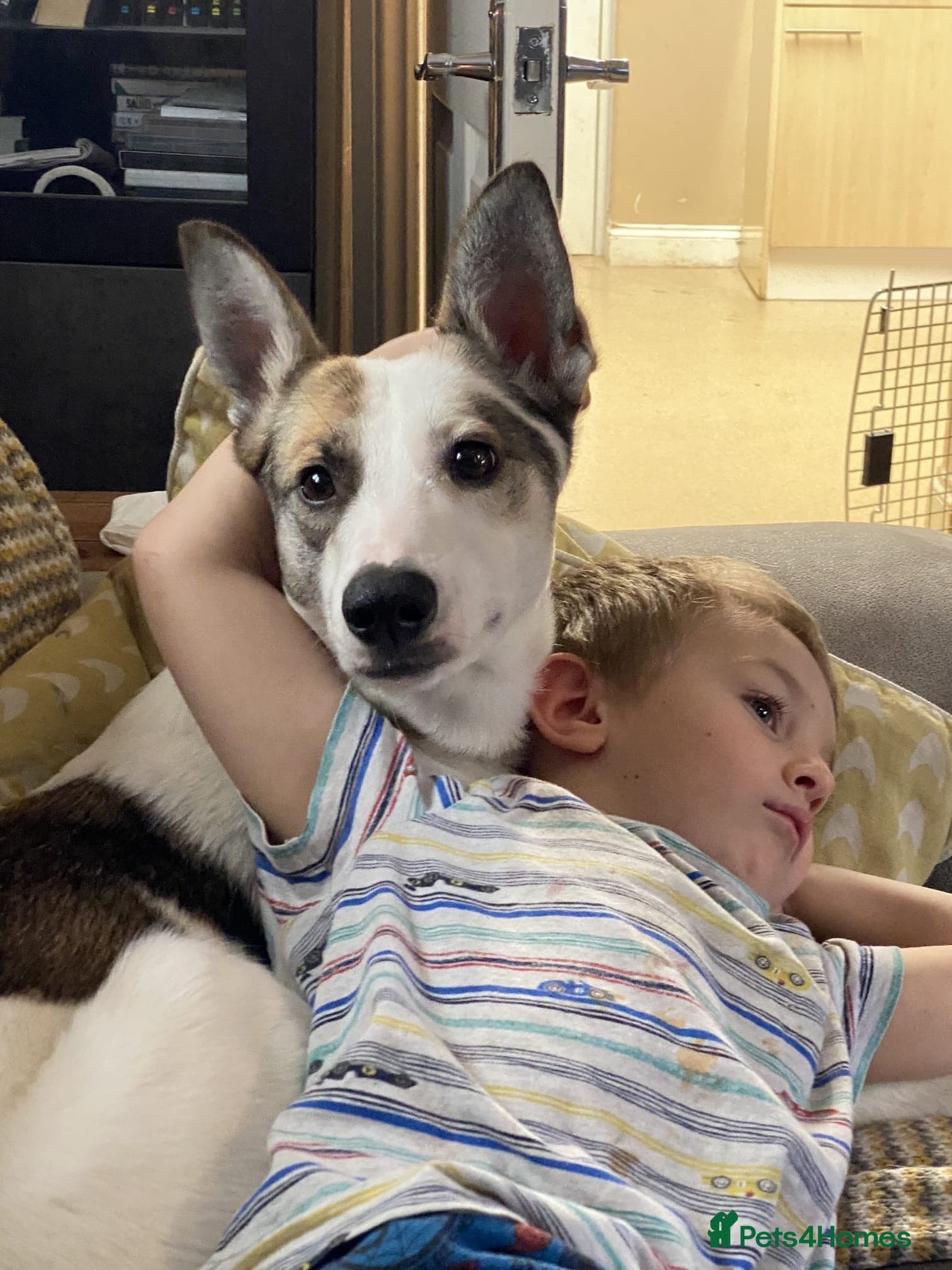 οΈπΆ bela photo 3