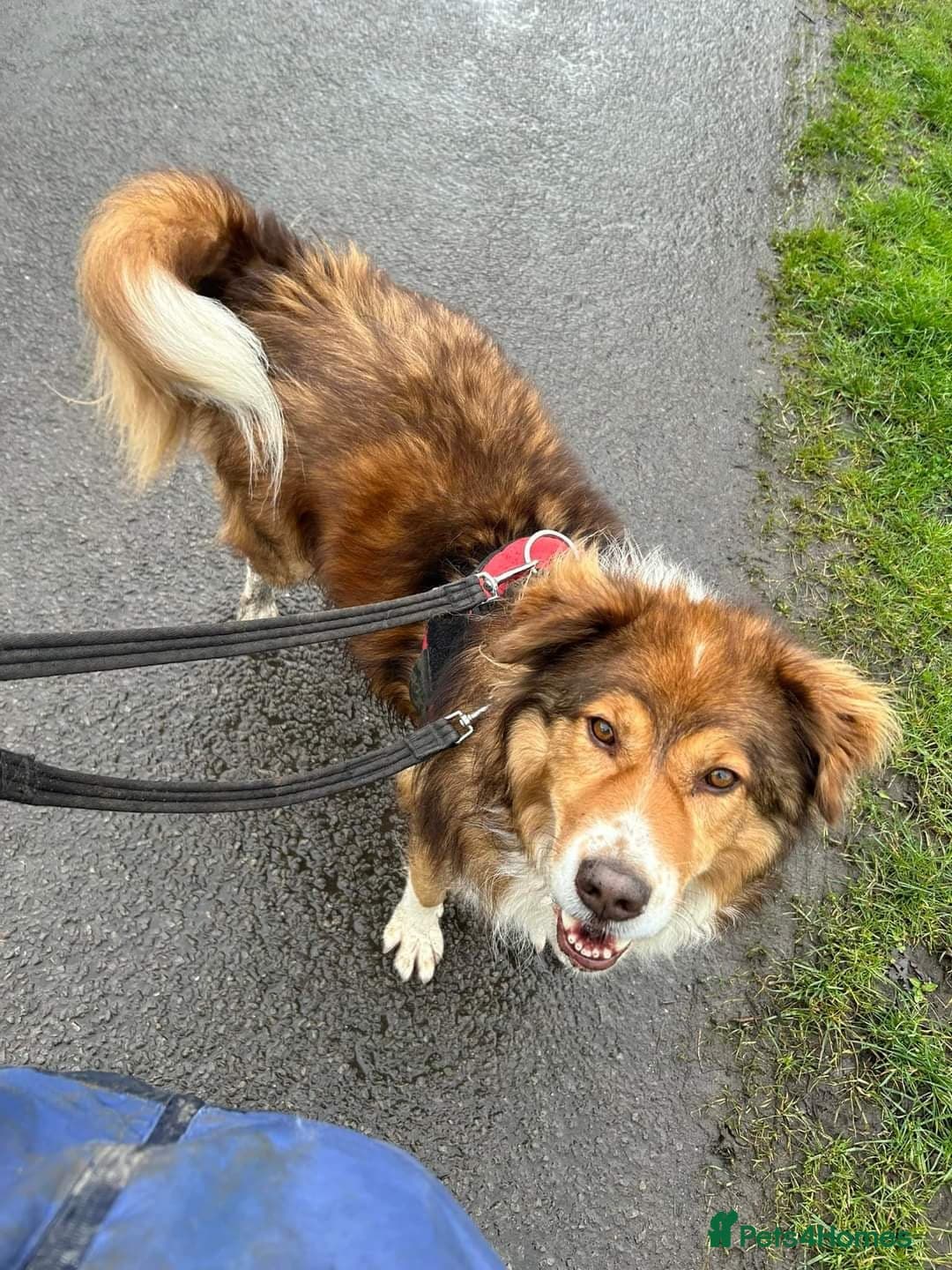 Meet Pongo, currently residing in Cheshire photo 11