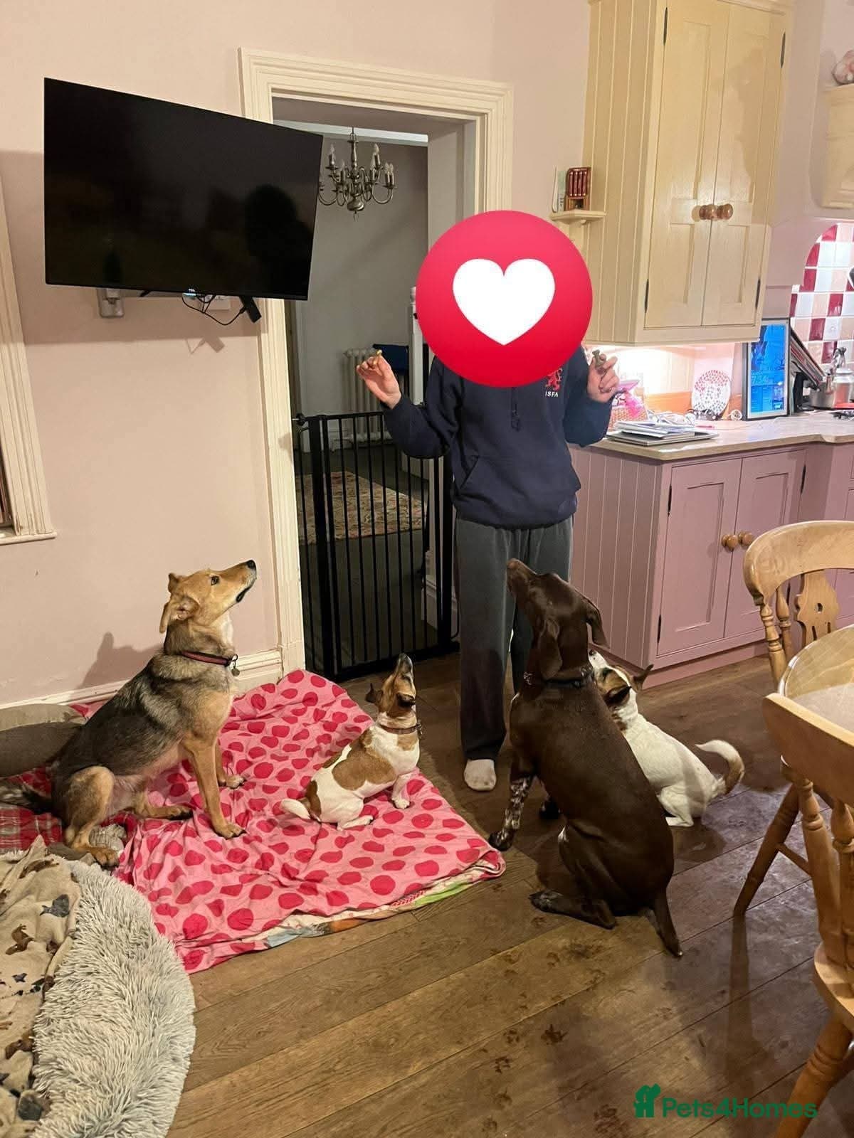 Meet Mabel, currently residing in Lancashire — Mixed Breed