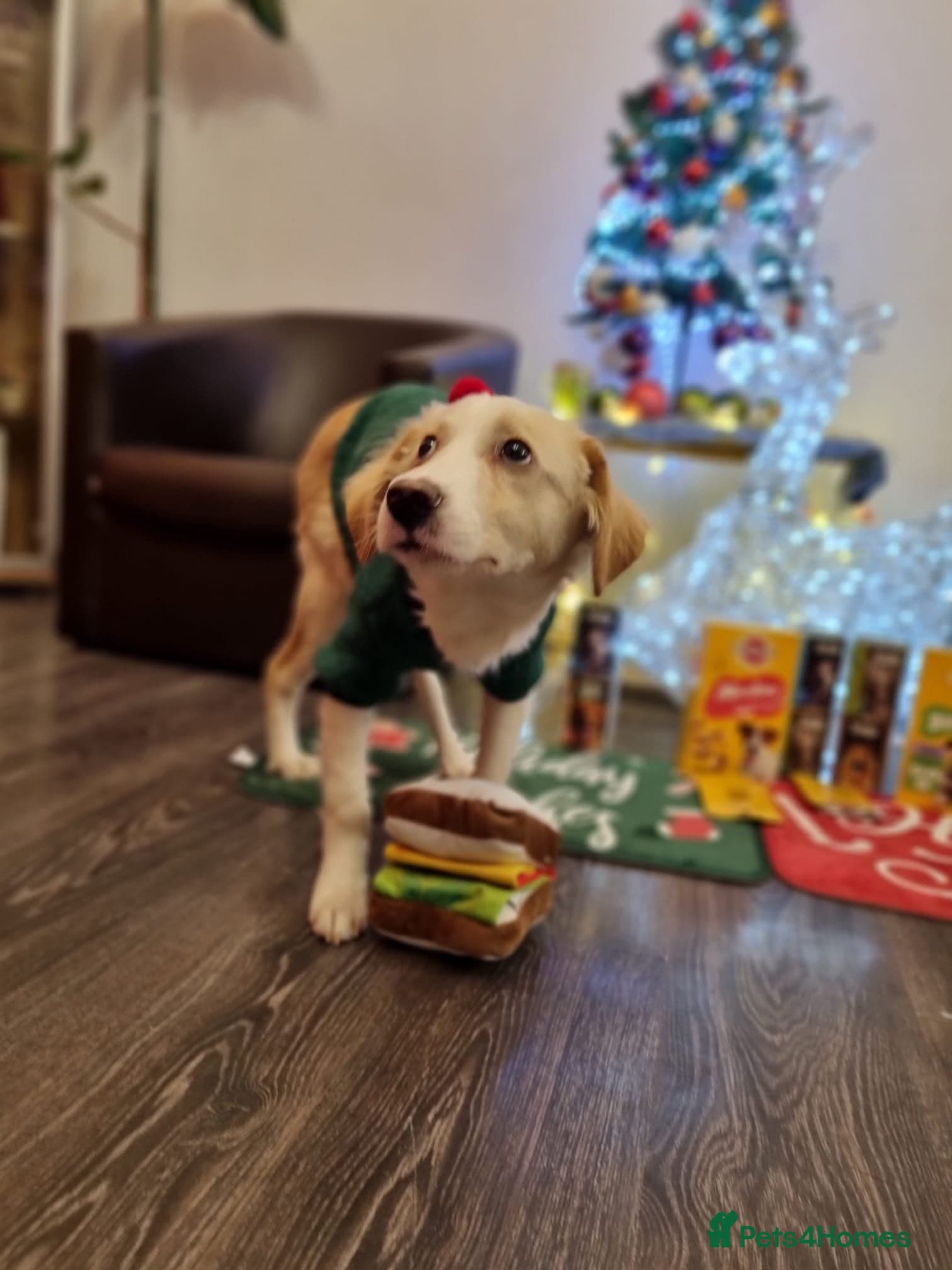 Sweet Little OLAF photo 11