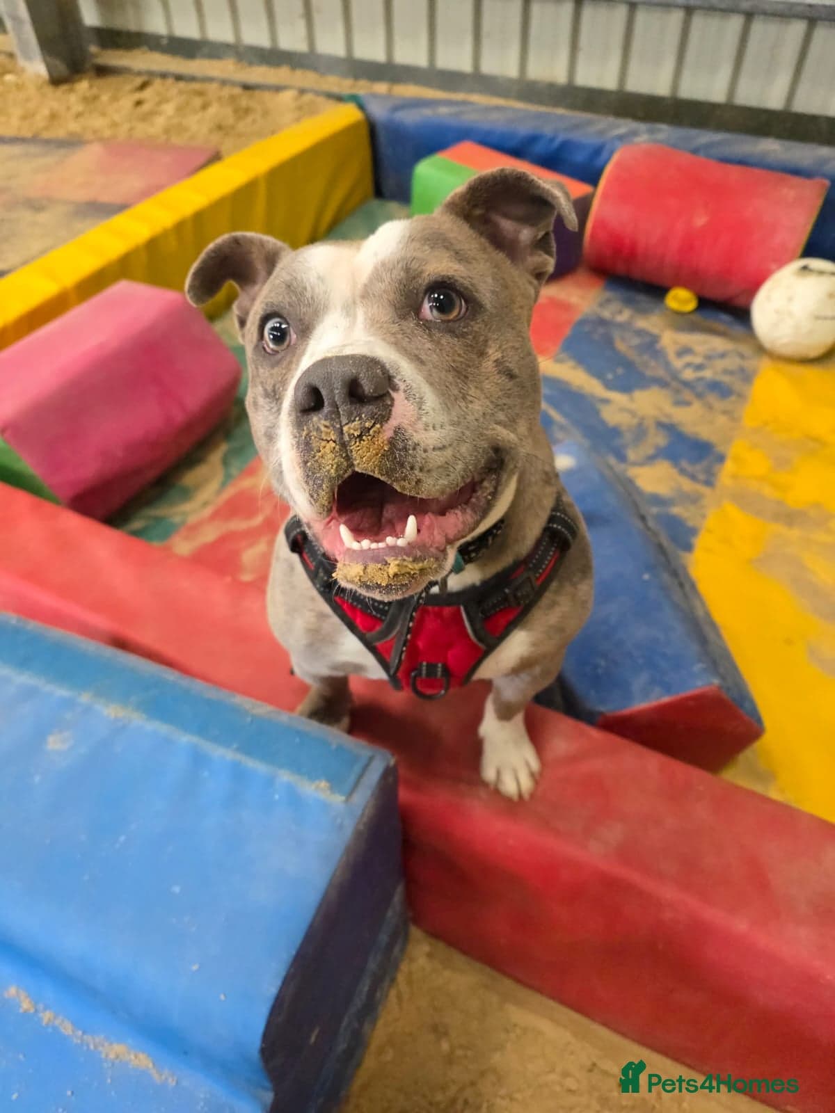 Pumba — Staffordshire Bull Terrier