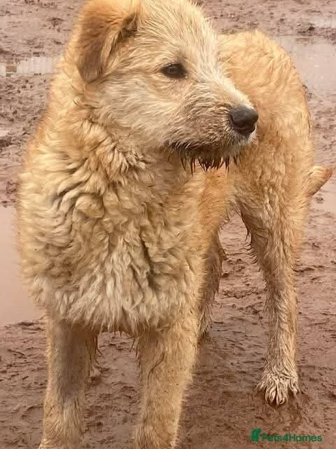 Meet Toby, currently residing in Essex photo 10