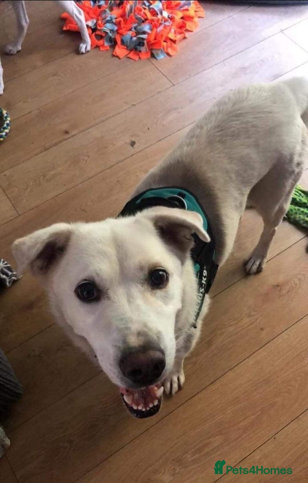 Meet Biscuit, currently residing in Hampshire photo 11