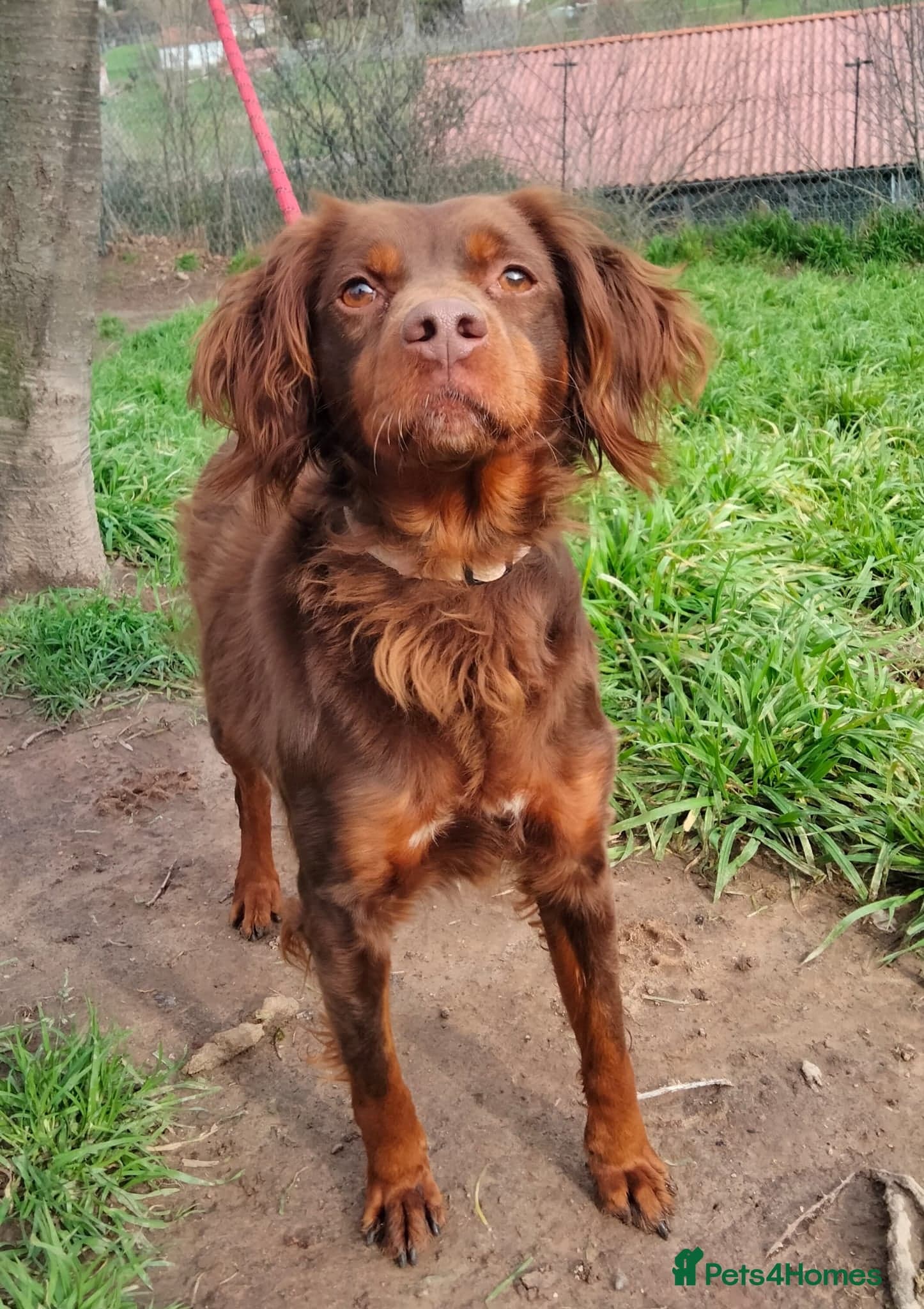 Diana, a lovely young Brittany photo 2
