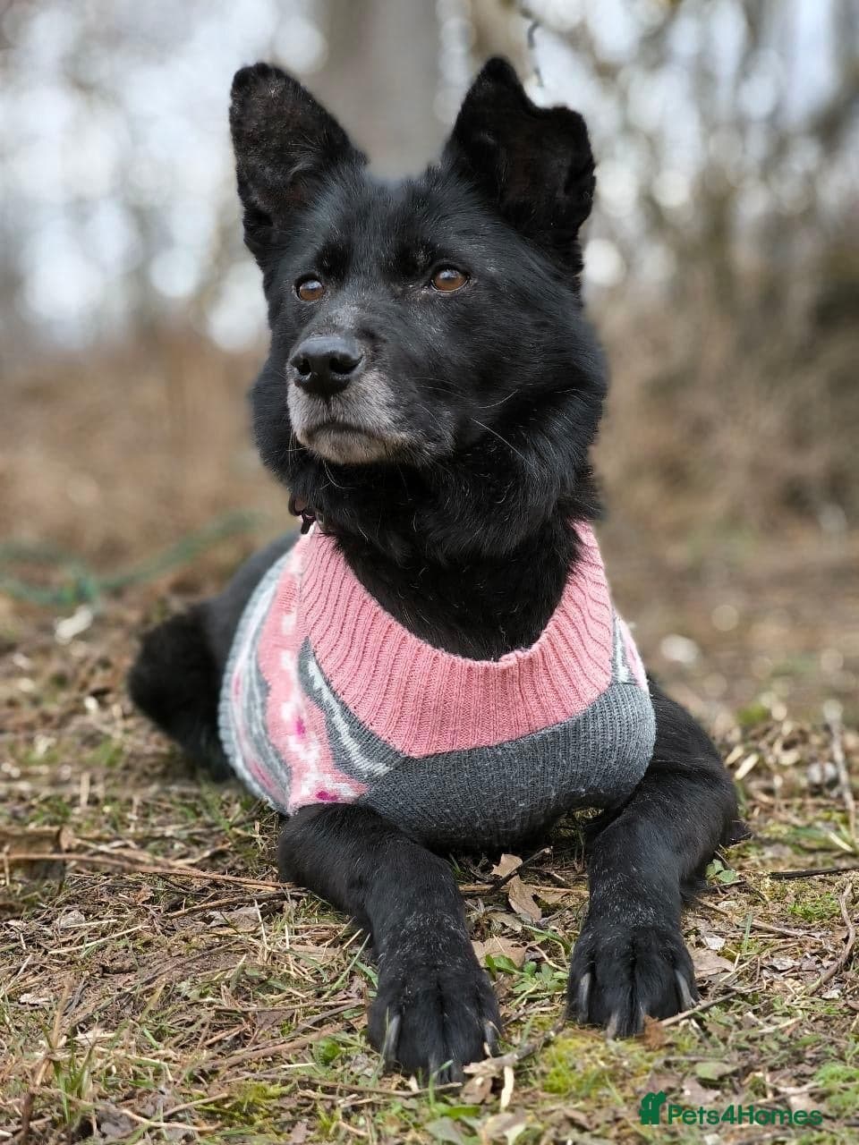 οΈπΆ tofa photo 22