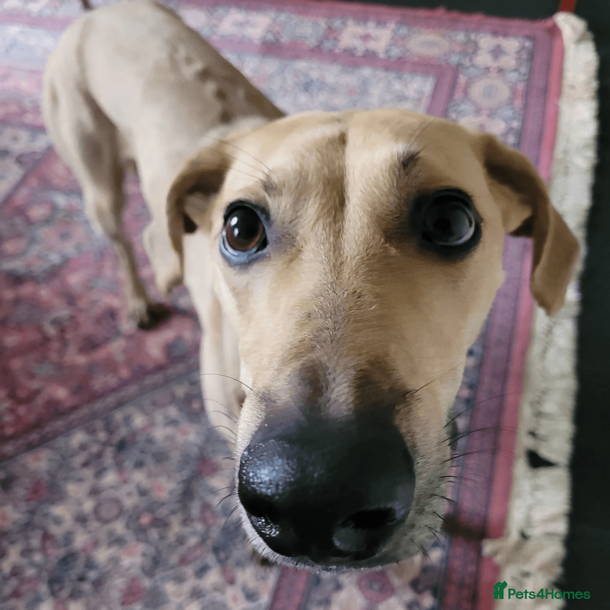 Prince (sighthound mix) photo 3