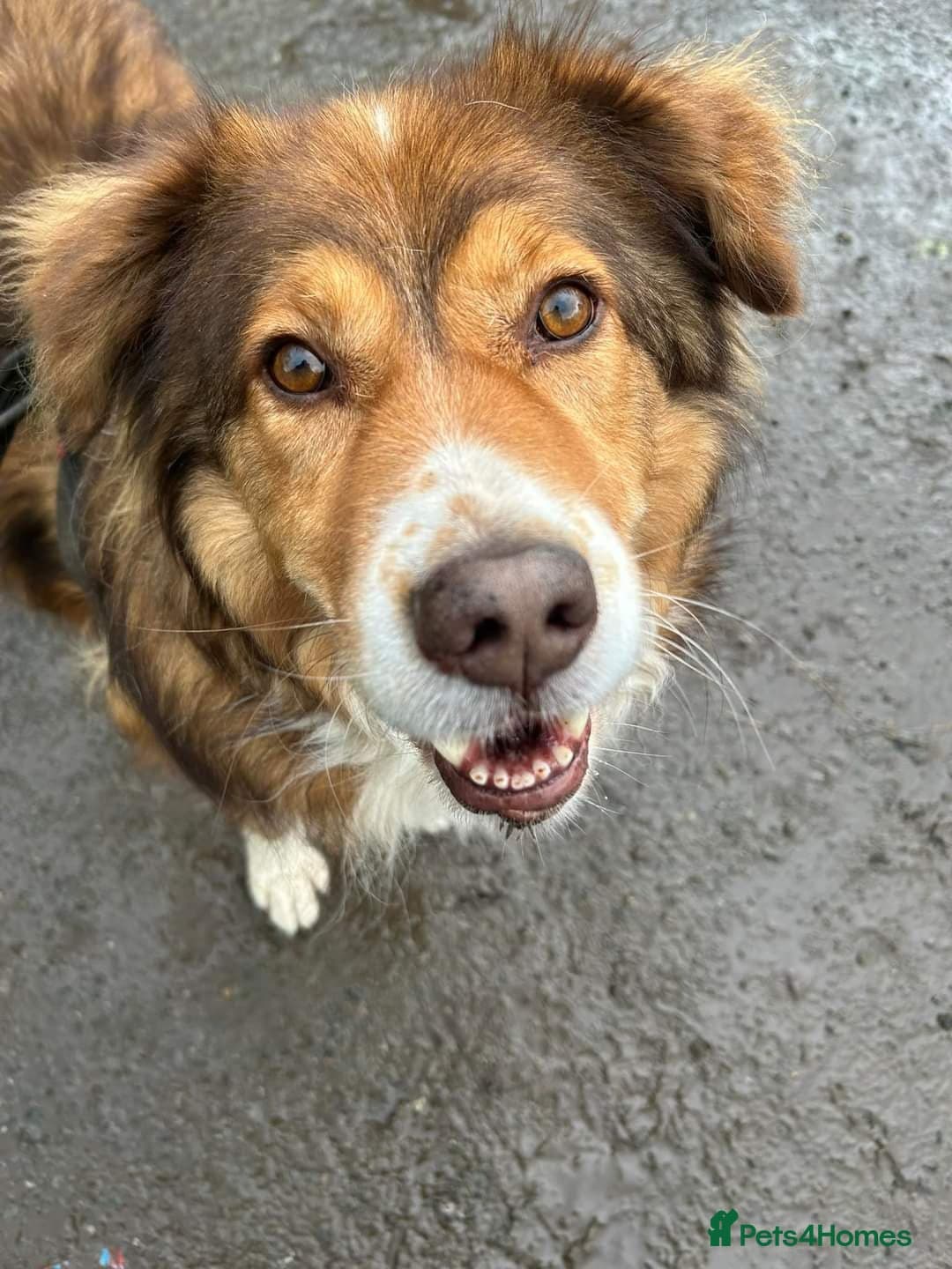 Meet Pongo, currently residing in Cheshire photo 10