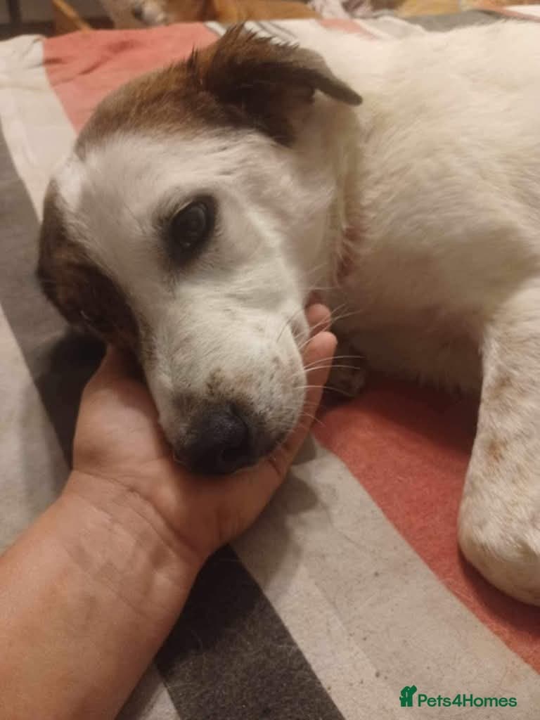 Meet Patch, currently residing in Sheffield photo 7