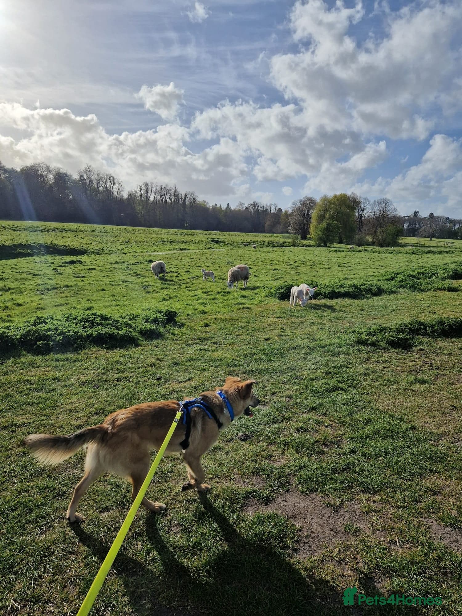 Cactus (yanik) photo 17