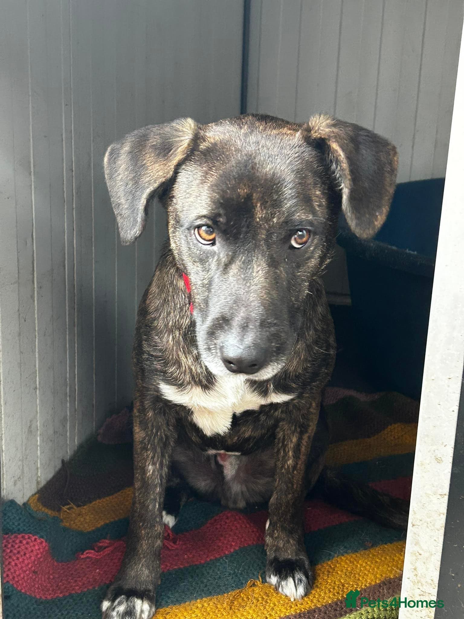 Daniel — Mixed Breed
