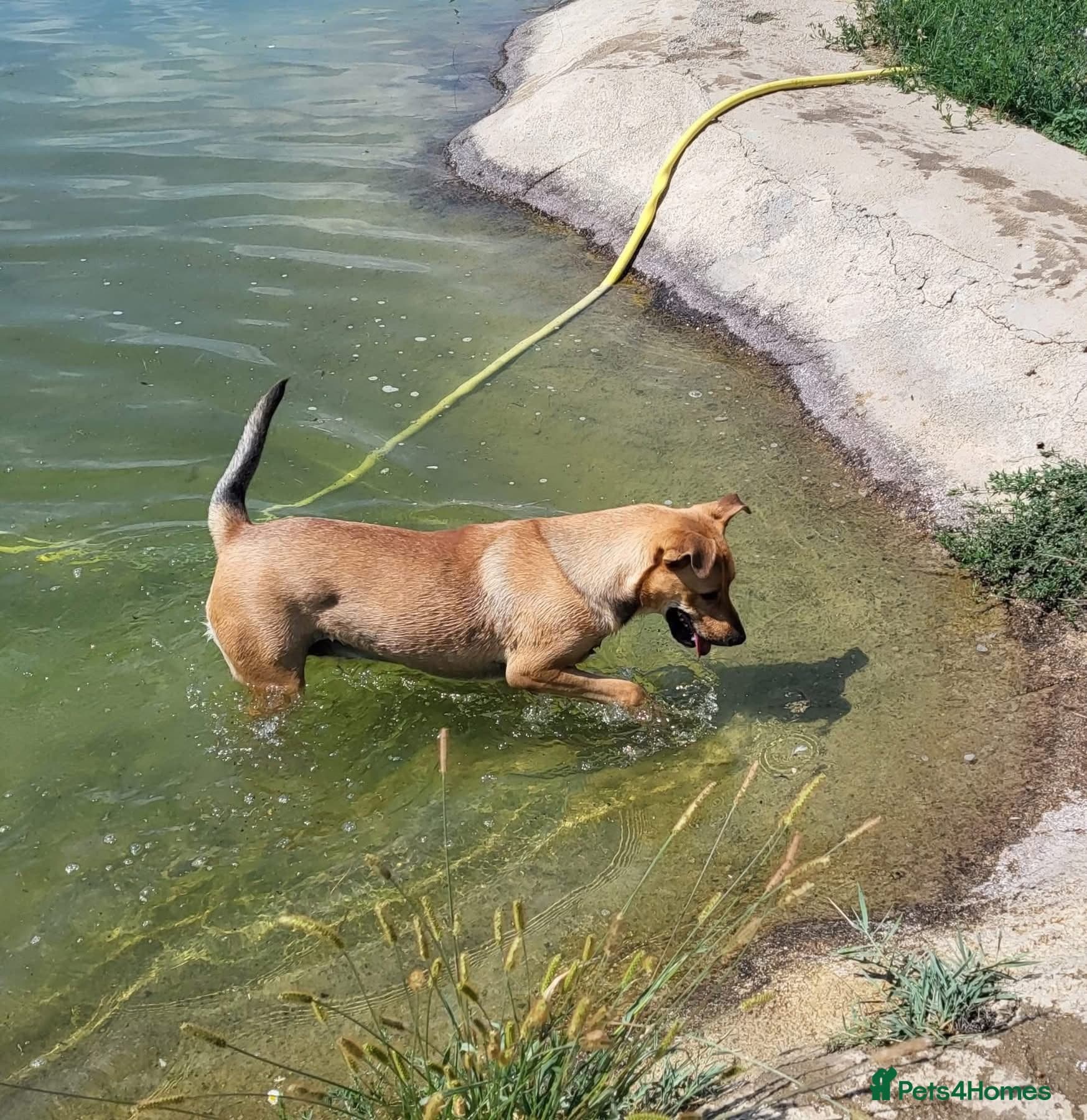 Thor - Dereham Norfolk photo 4