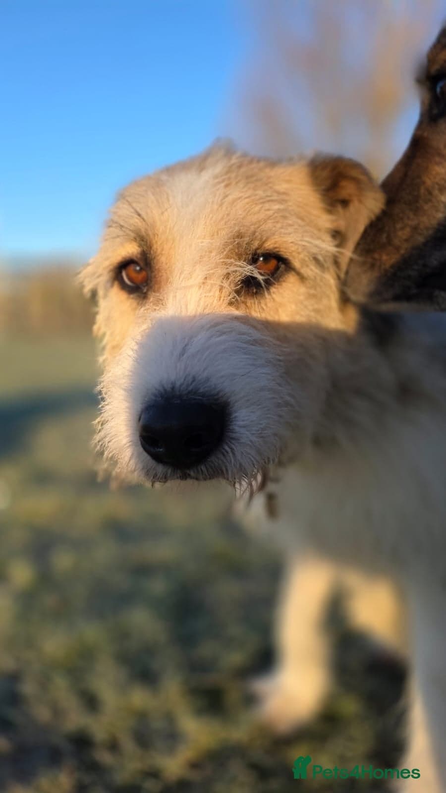 Hershey & Harley π still Waiting photo 13