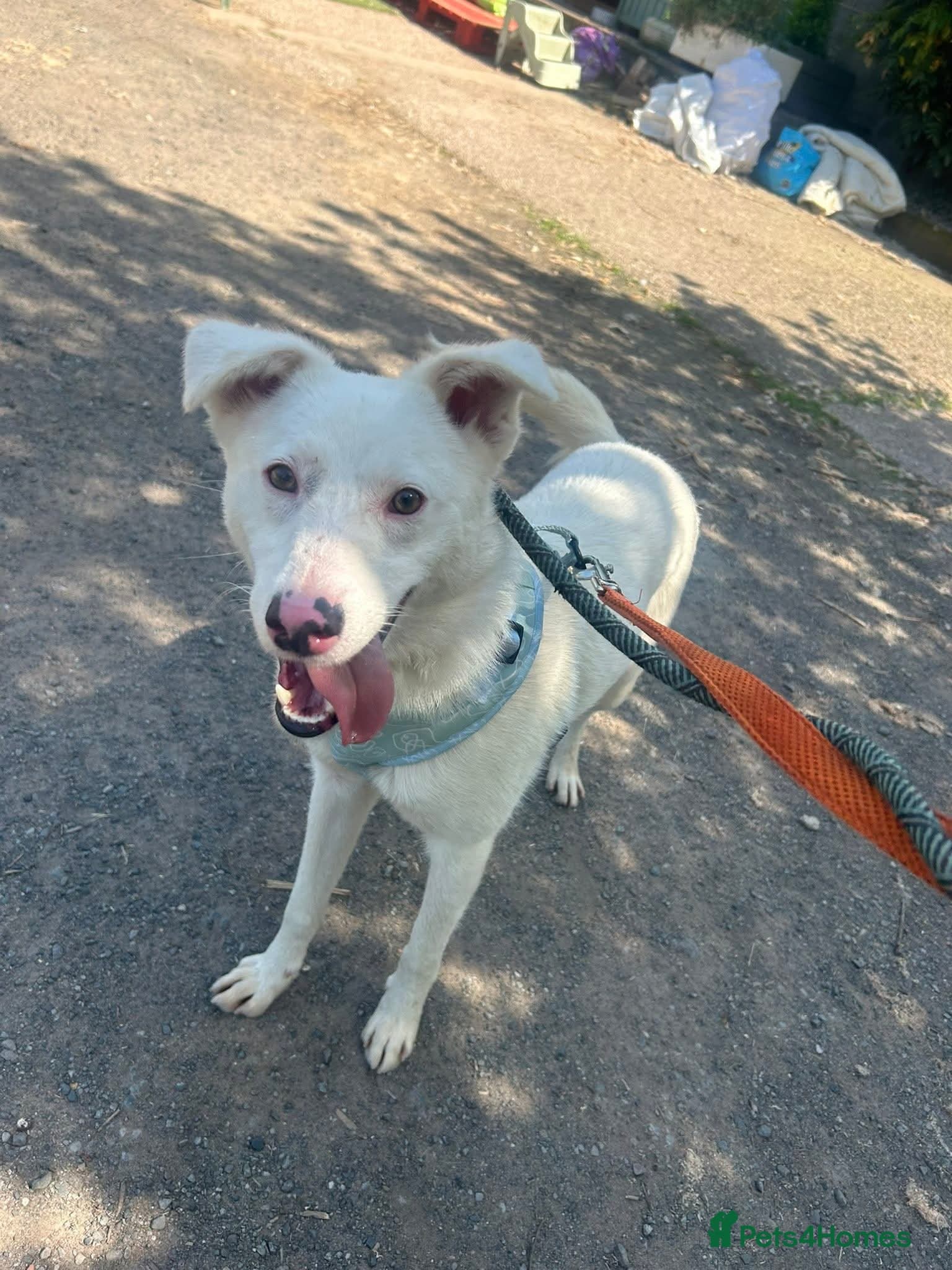 Meet Goose, currently residing in Cheshire photo 4