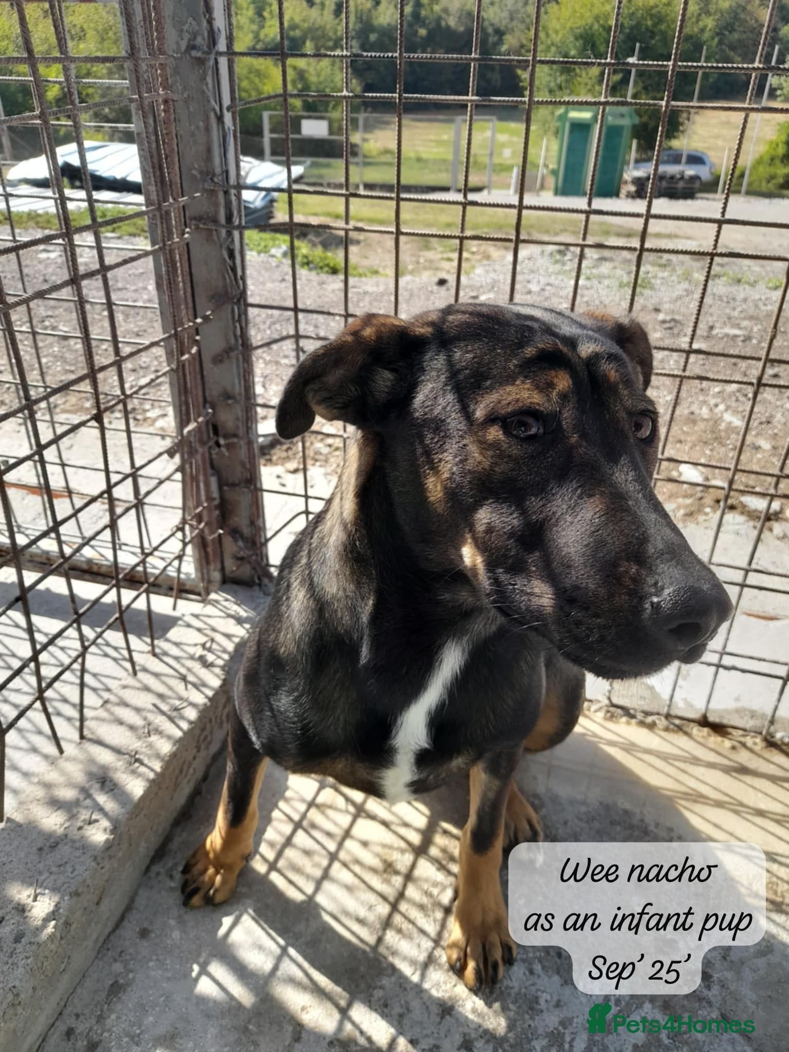 Nacho, 10-12 months old. photo 2