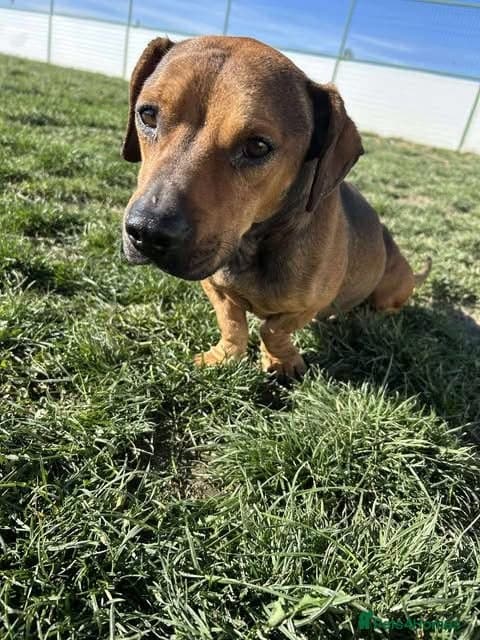 Rescue boy Noodle photo 30