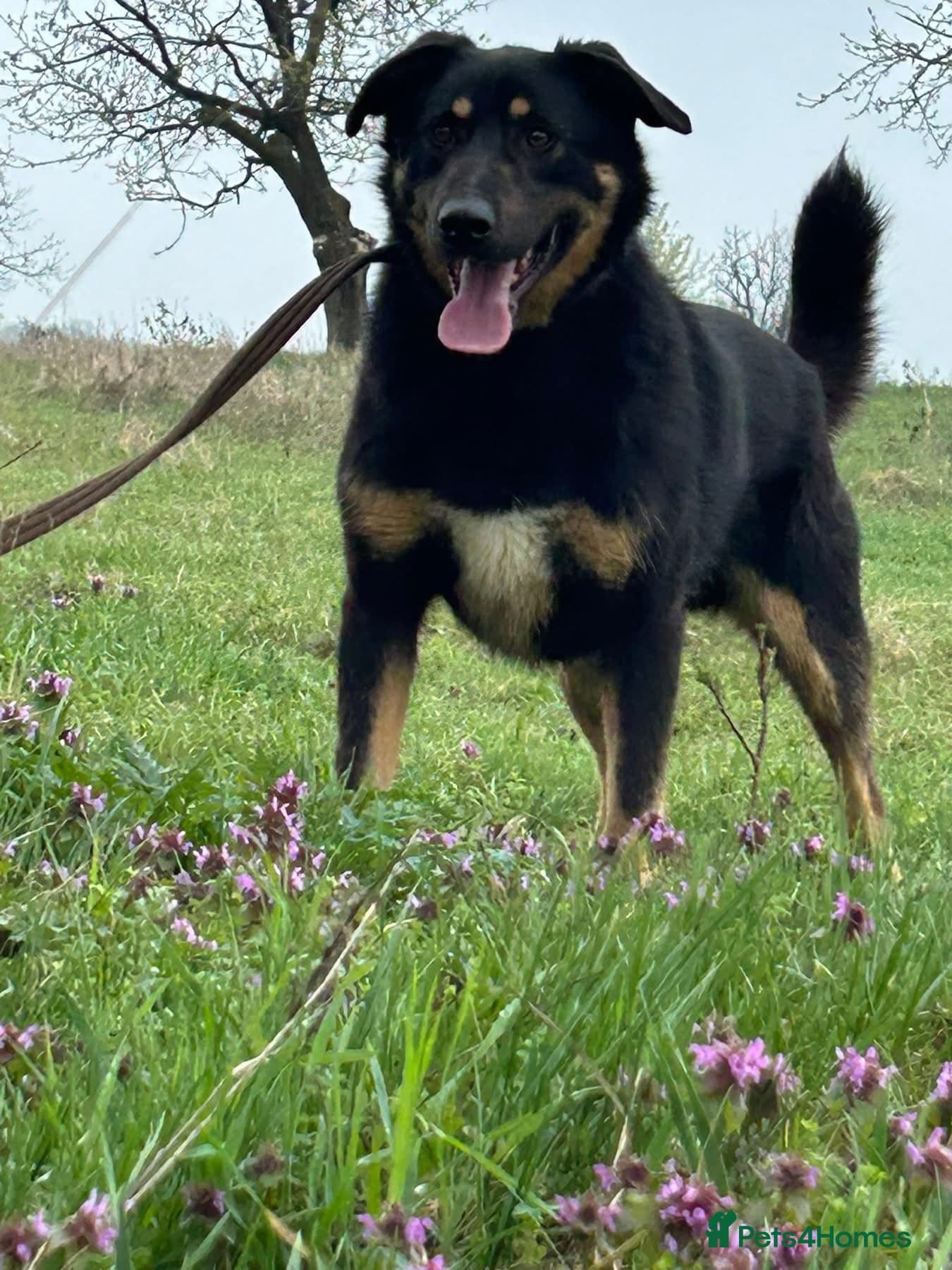 Romeo - Norwich Norfolk photo 8