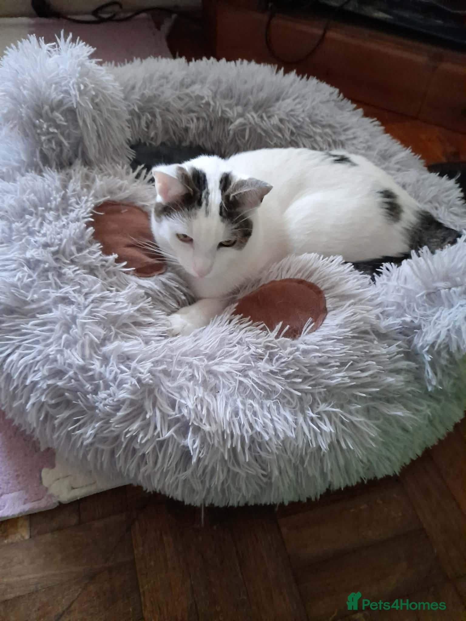 Beautiful Keanu and snow photo 3