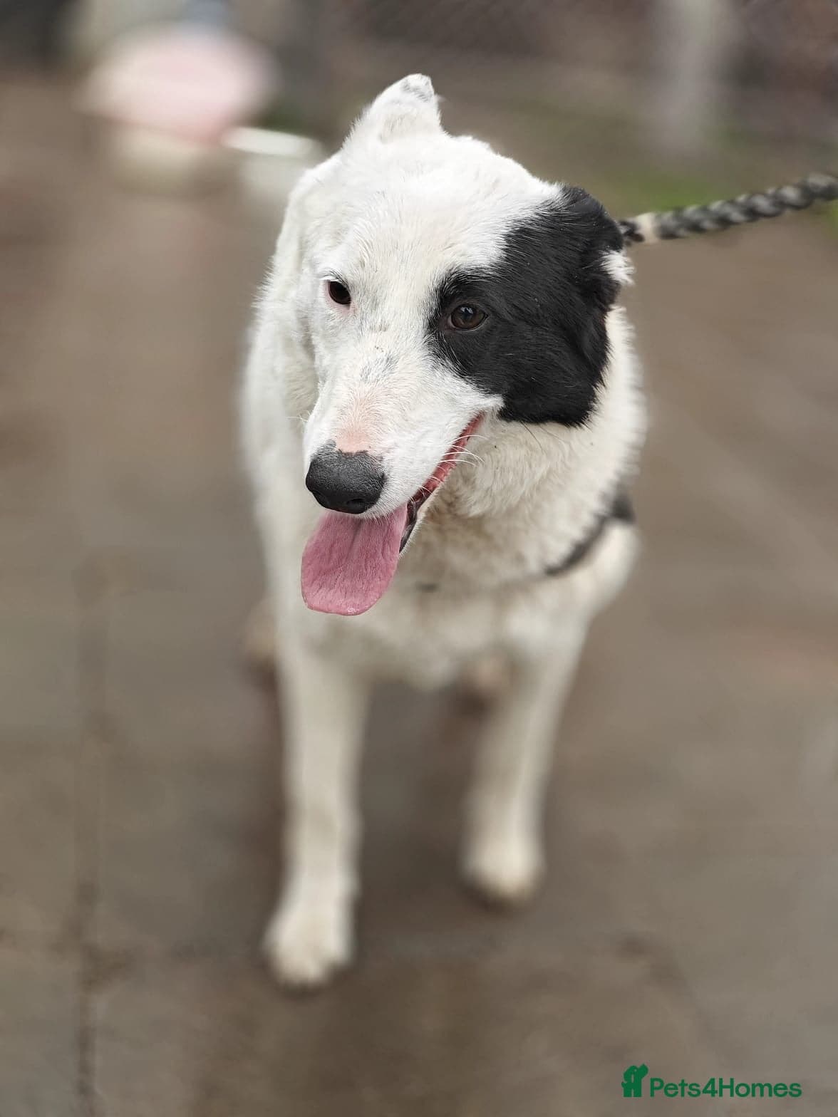 οΈπΆ suzy photo 19