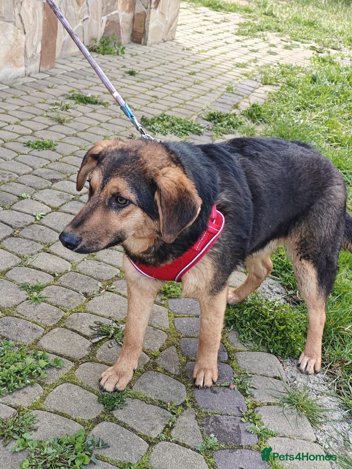 οΈπΆ yasia photo 12