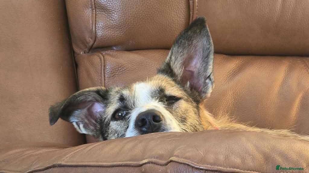 Meet Winnie, currently residing in Wirral — Mixed Breed