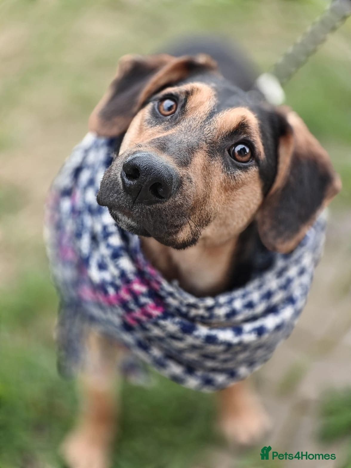 Marco β Mixed Breed