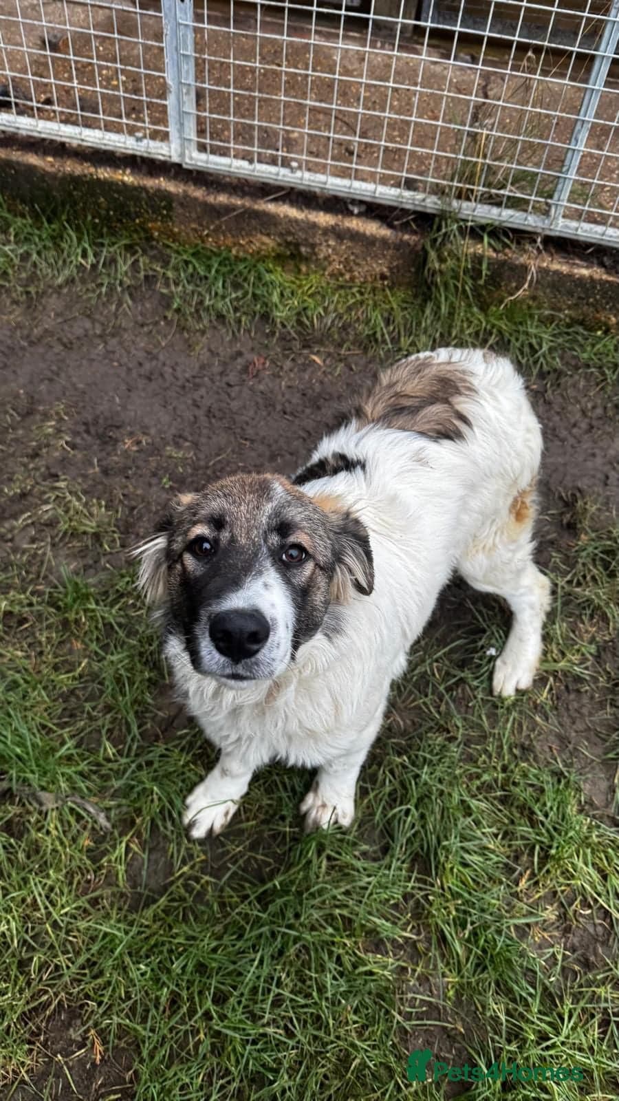 Meet Hannah and Honey !!! photo 4