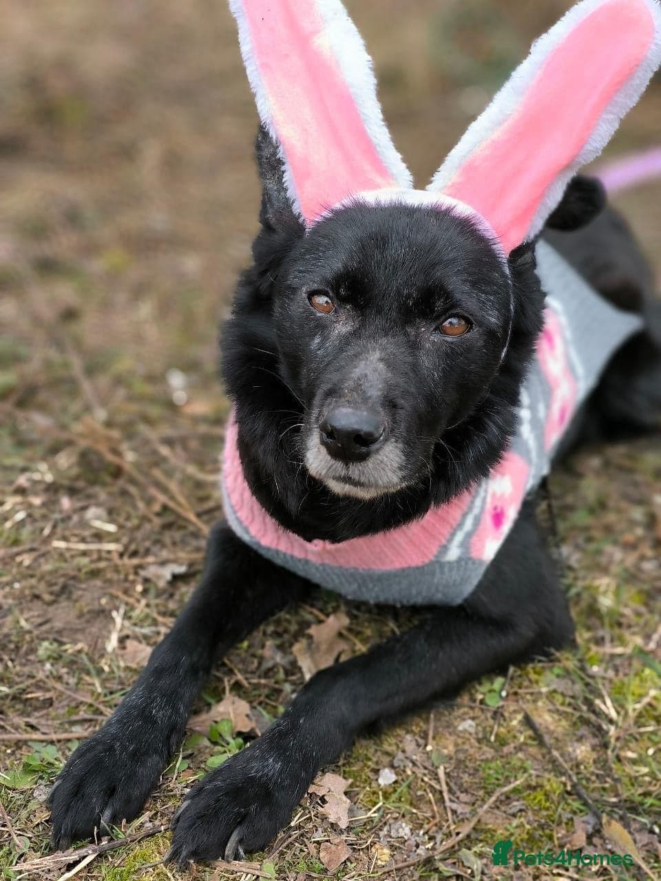 οΈπΆ tofa photo 24