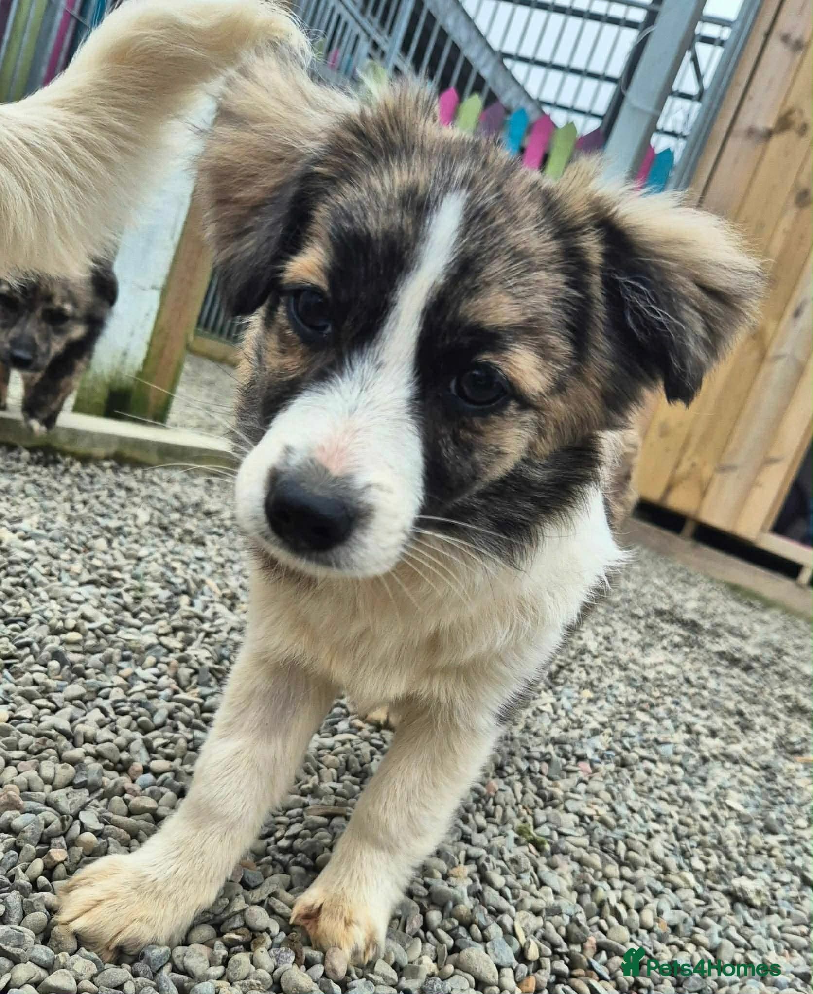 Baxter - In Ayr photo 4