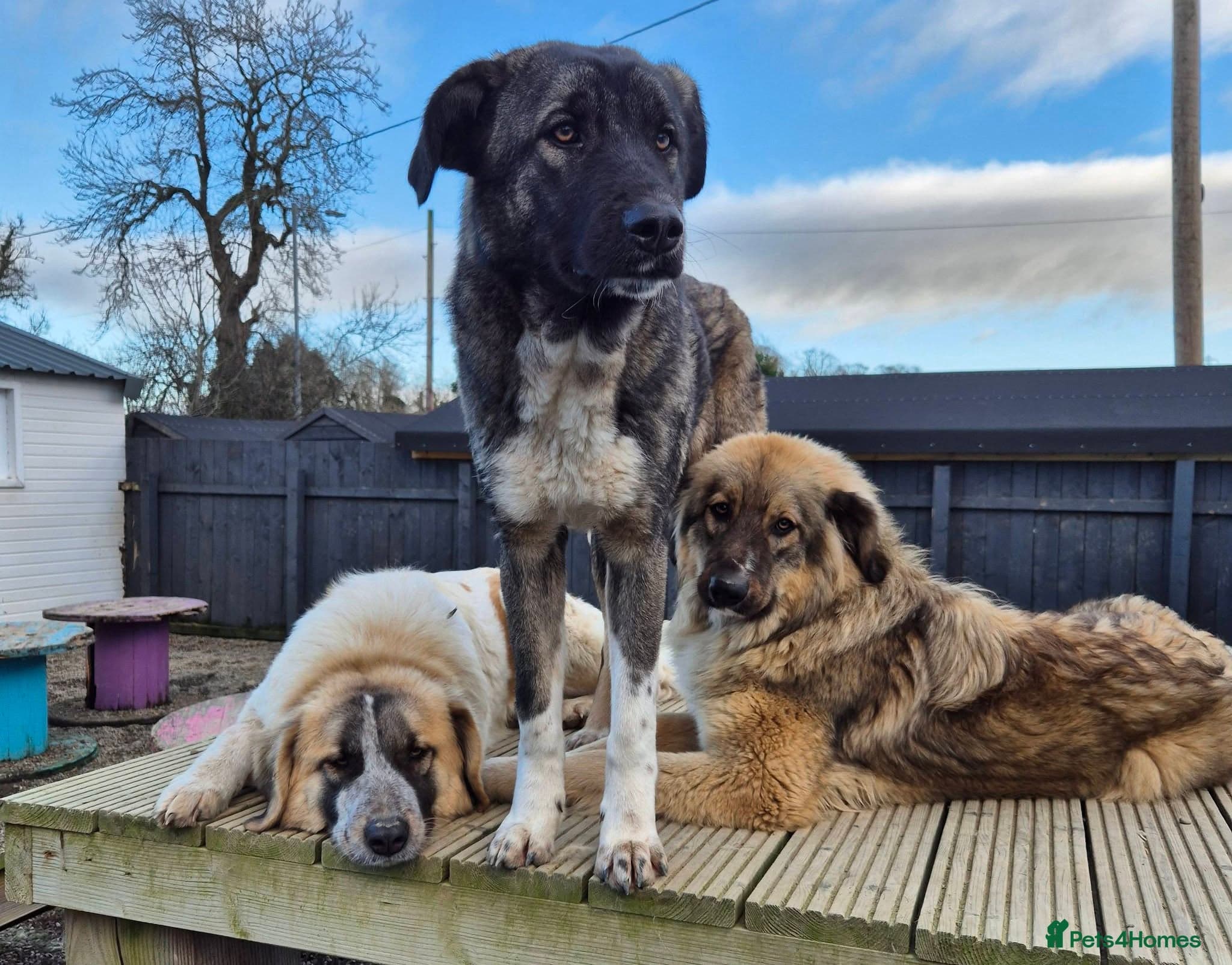 Skye - In Ayr photo 8