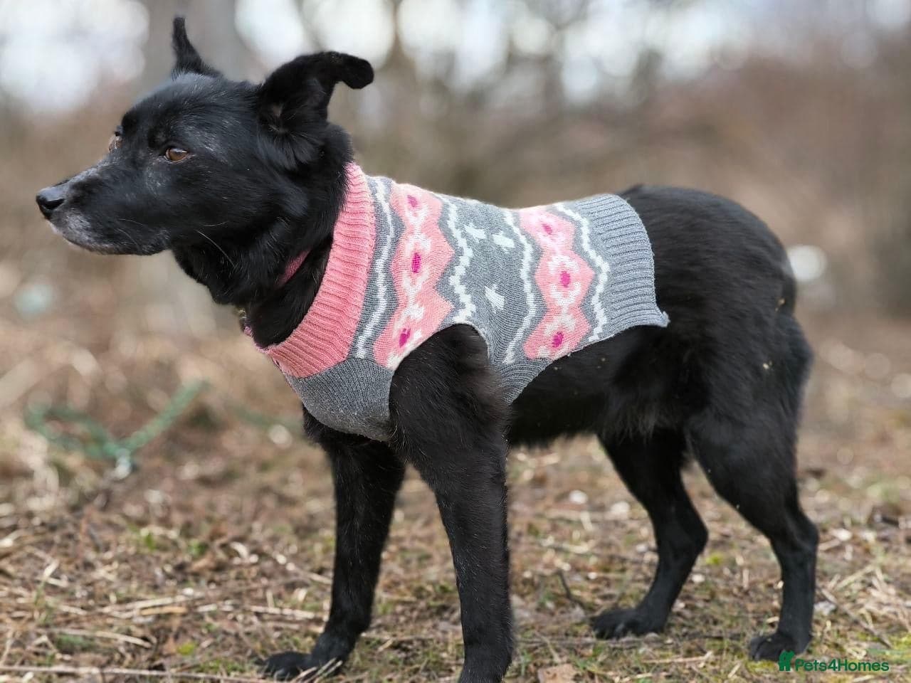 οΈπΆ tofa photo 15