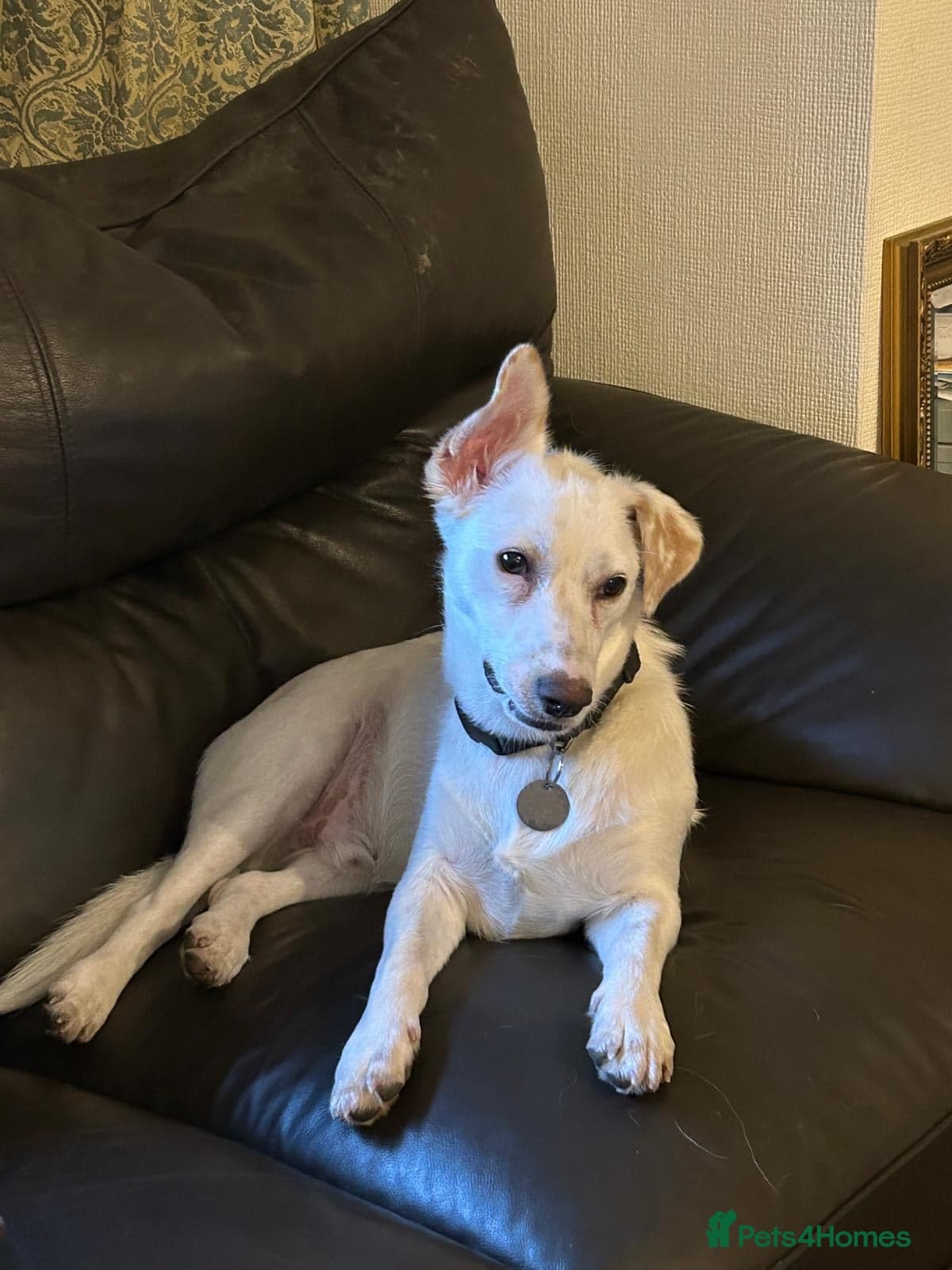 Chance — Mixed Breed