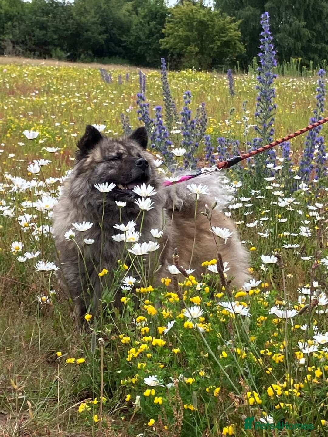 Luna Chow π photo 3