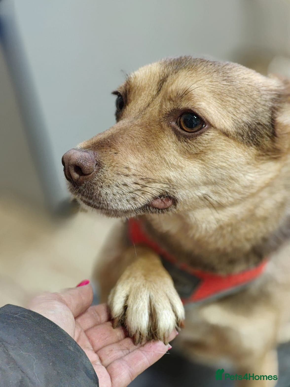 ๏ธ๐ถ rudya photo 9