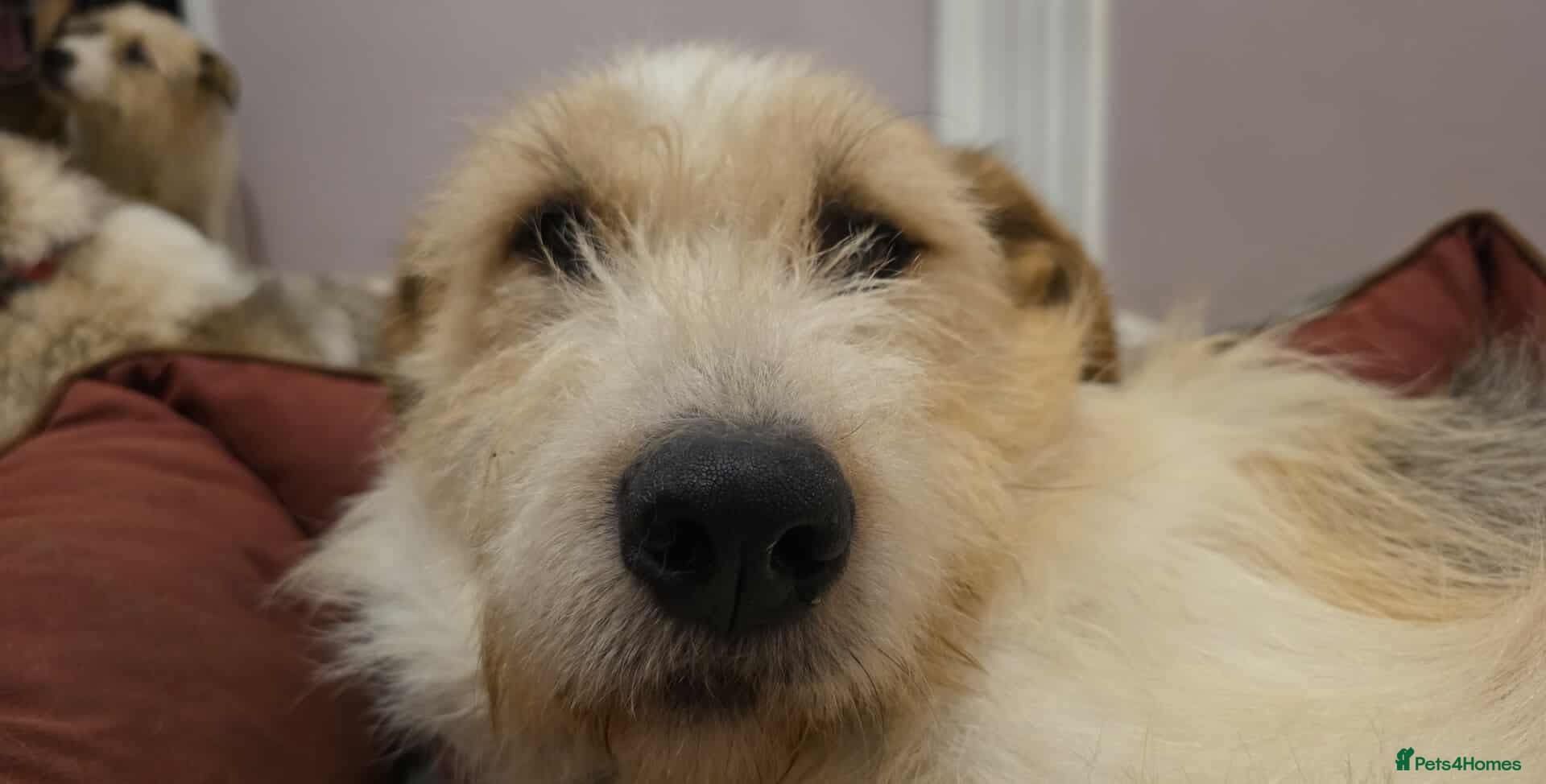 Hershey & Harley π still Waiting photo 6