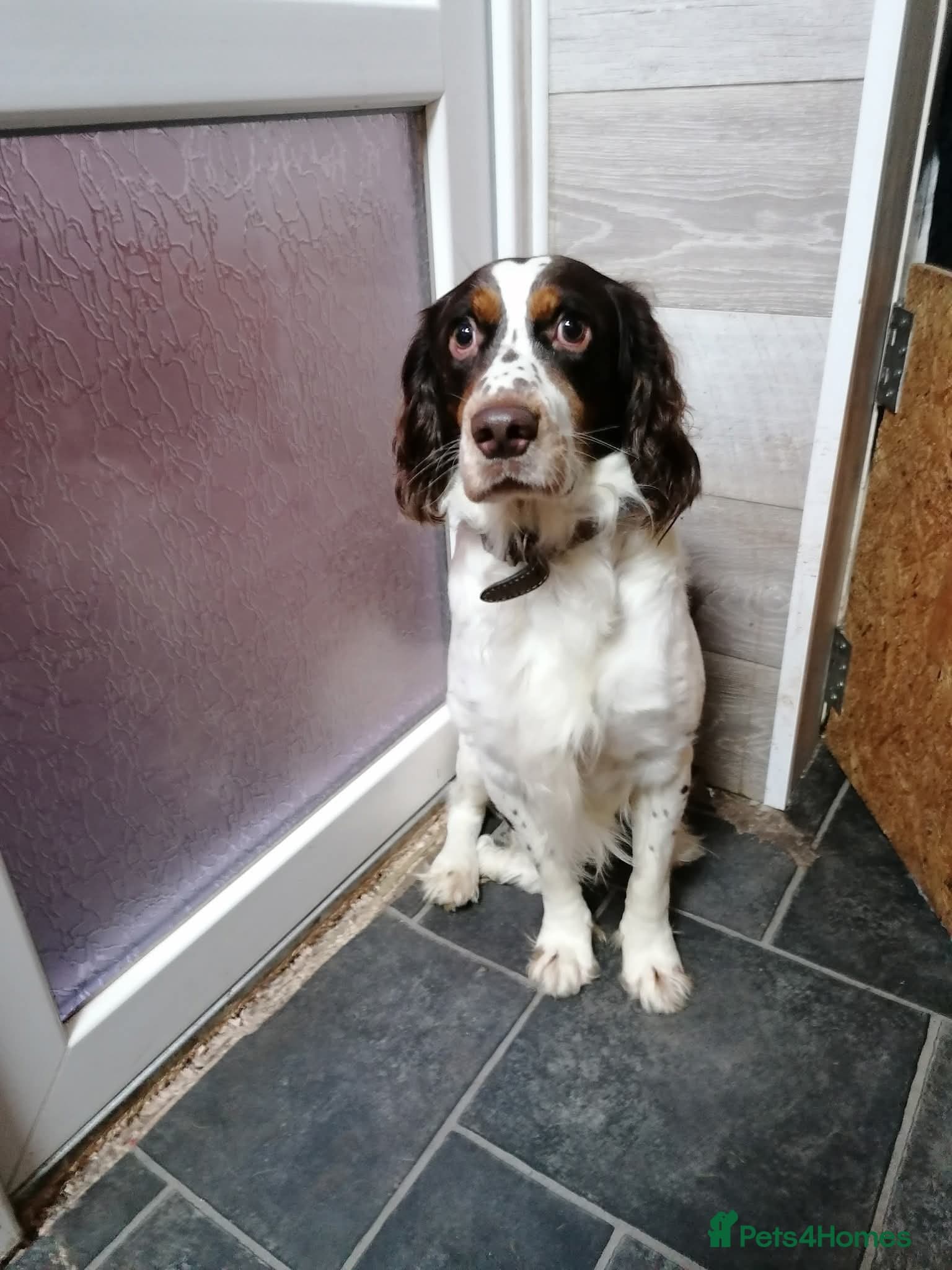 Tommy💙all heart, all energy, photo 11