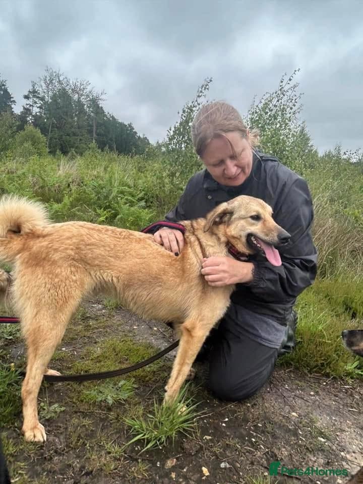 Pettern - Norwich Norfolk photo 37