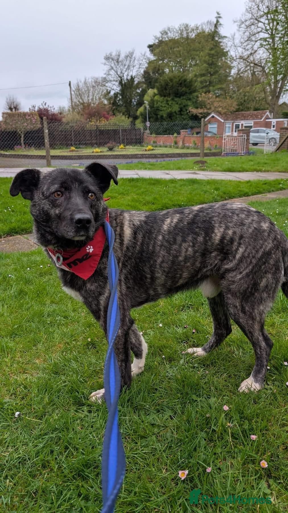 Jasper - Norwich Norfolk photo 15