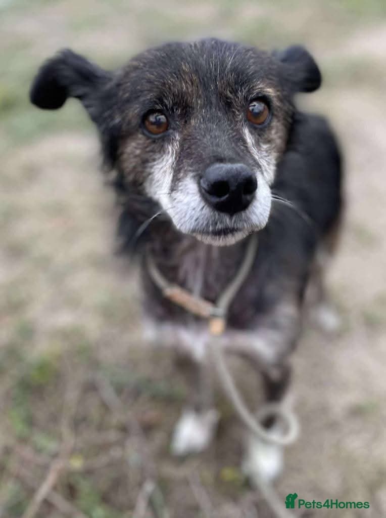 Meet Gizmo, currently residing in Lancashire — Mixed Breed