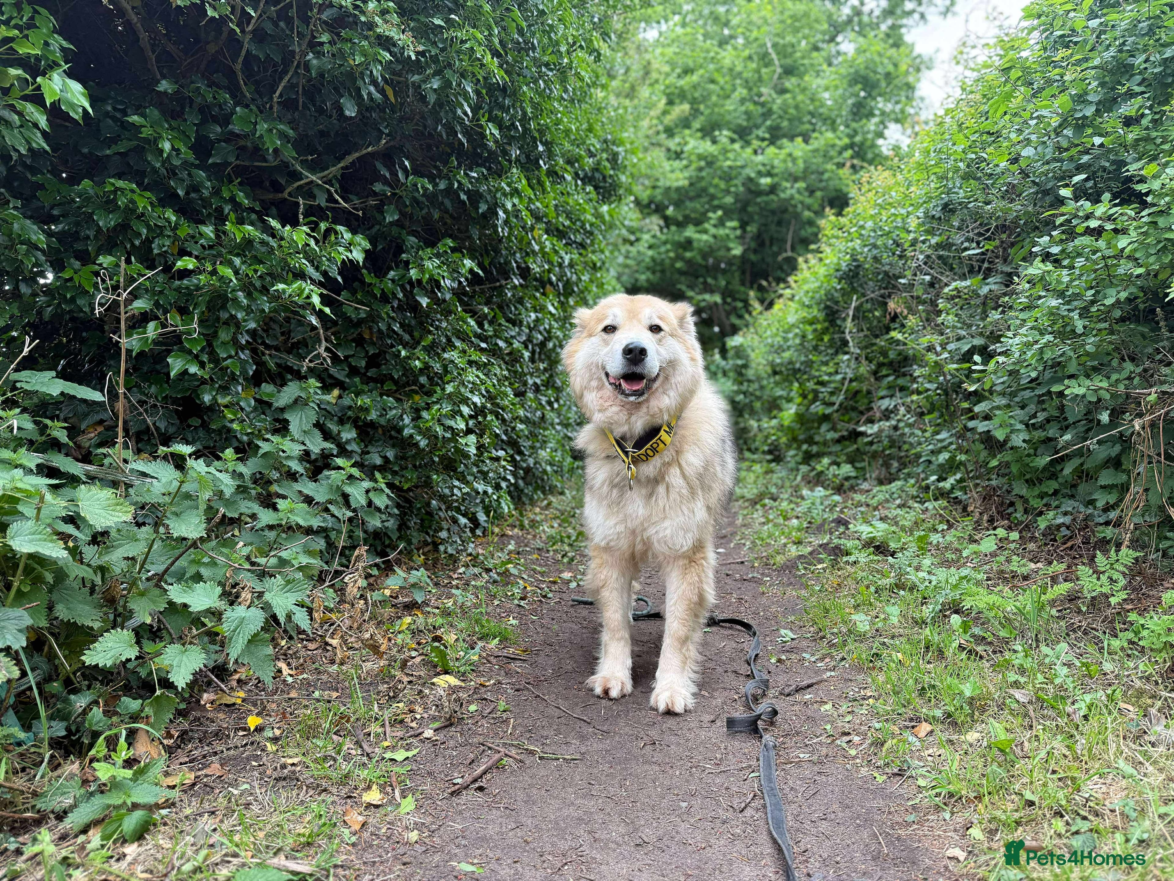 Meet Paddy, currently residing in Cheshire photo 38