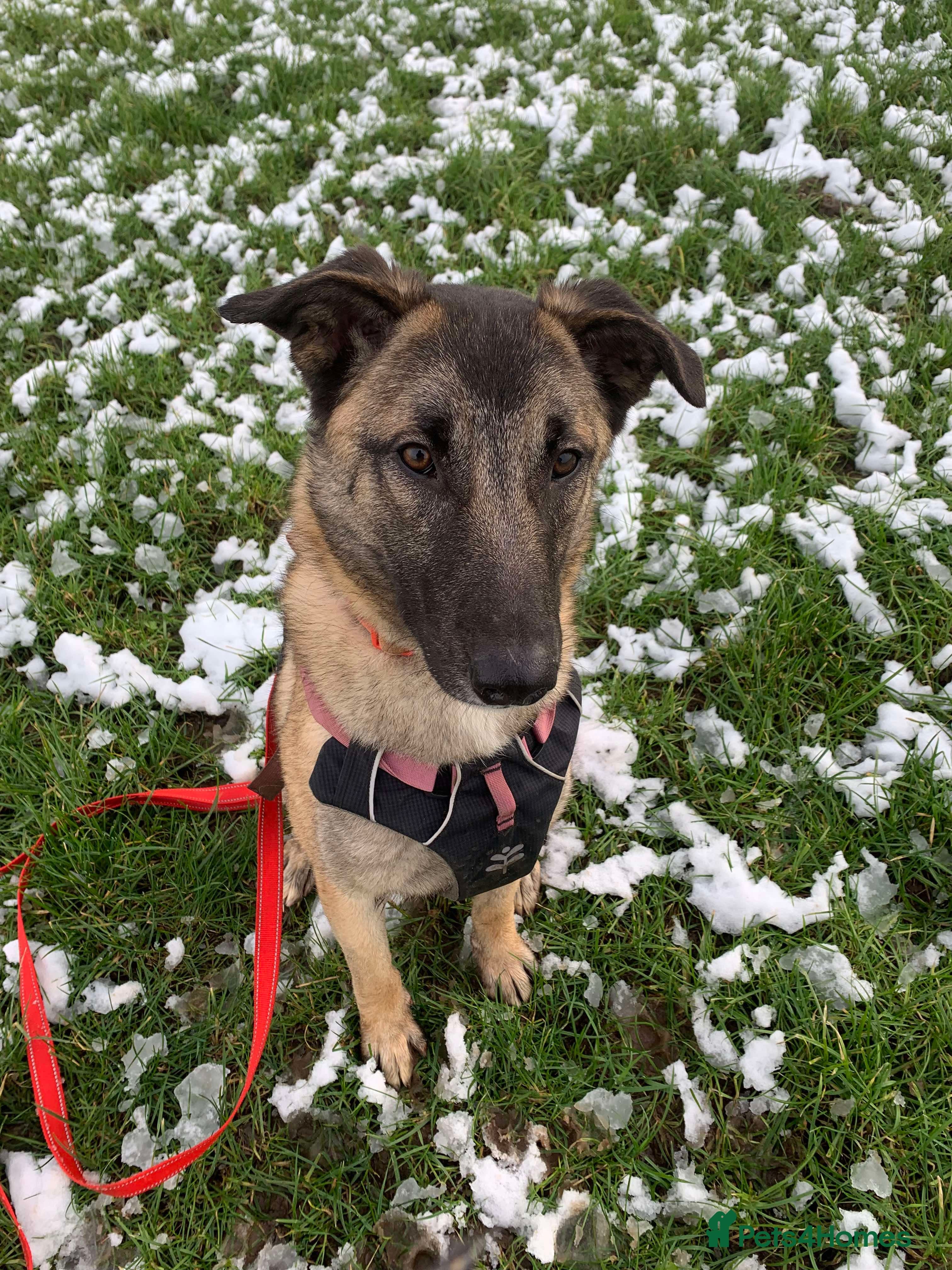 Meet Vera, currently residing in Cheshire photo 6