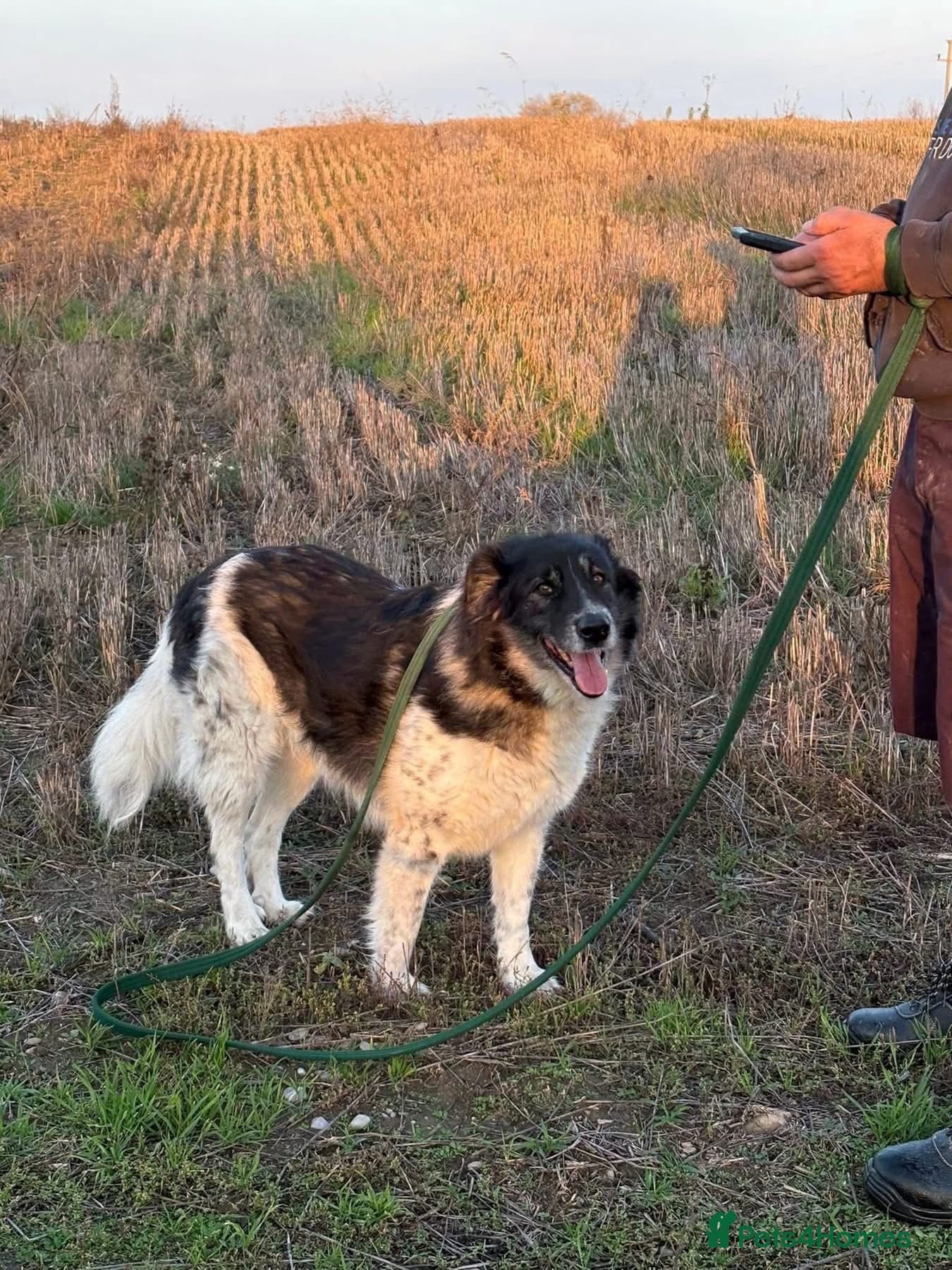 Freya - Norwich Norfolk photo 3