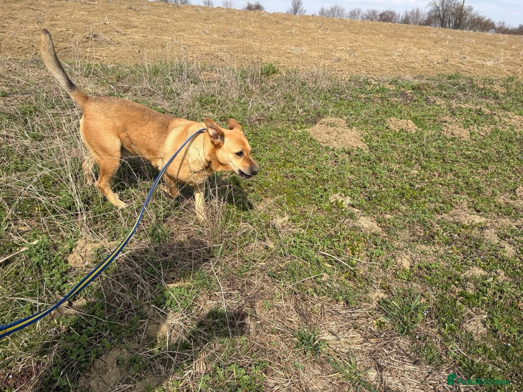 Thor - Dereham Norfolk photo 17