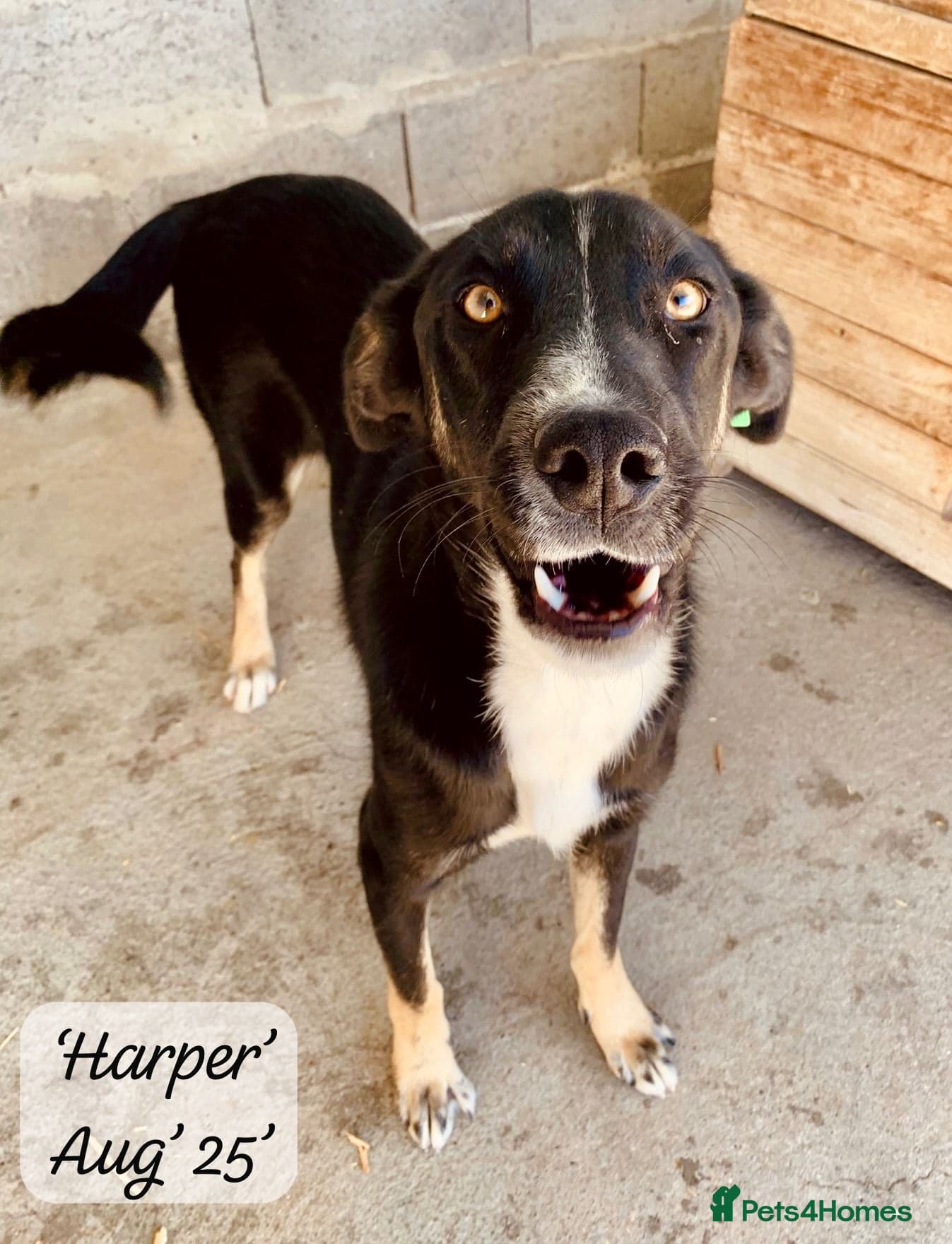 Harper, 2 yrs old approx. — Mixed Breed